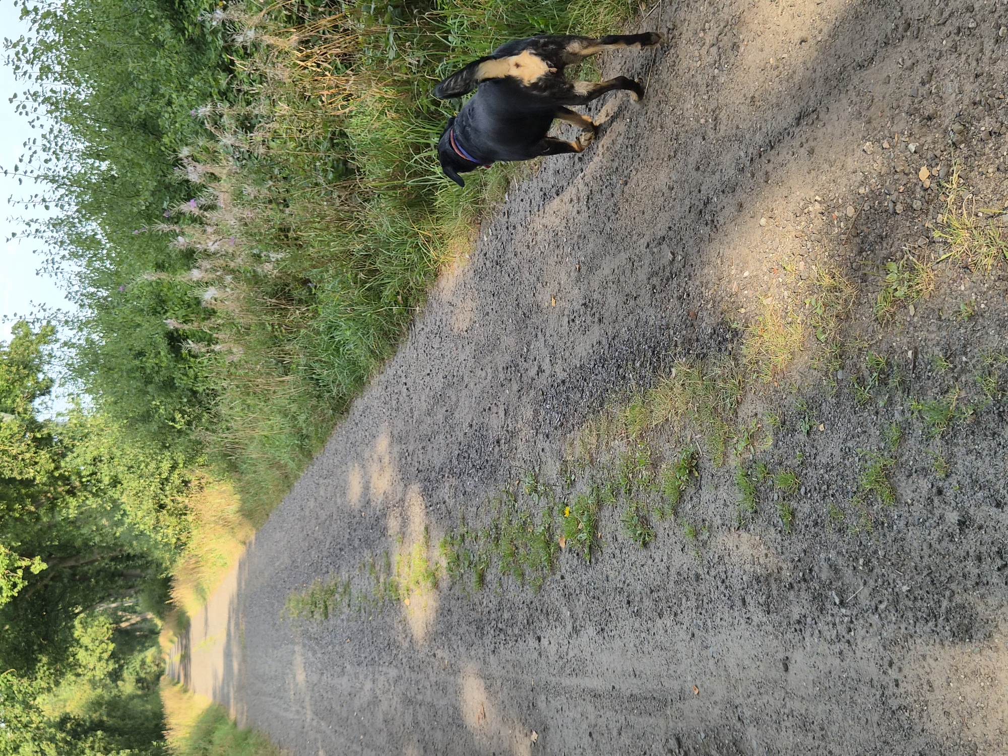 A black and tan dog with a purple collar is walking away from the camera on a gravel path. The path is lined with lush green trees on the left and dense foliage with some tall, dry grasses and flowering plants on the right. Sunlight casts shadows on the path, indicating a bright day. The scene appears to be a rural or park setting, possibly a walking trail within Schiffdorf, Germany, given the natural landscape and the presence of trees and unpaved road.