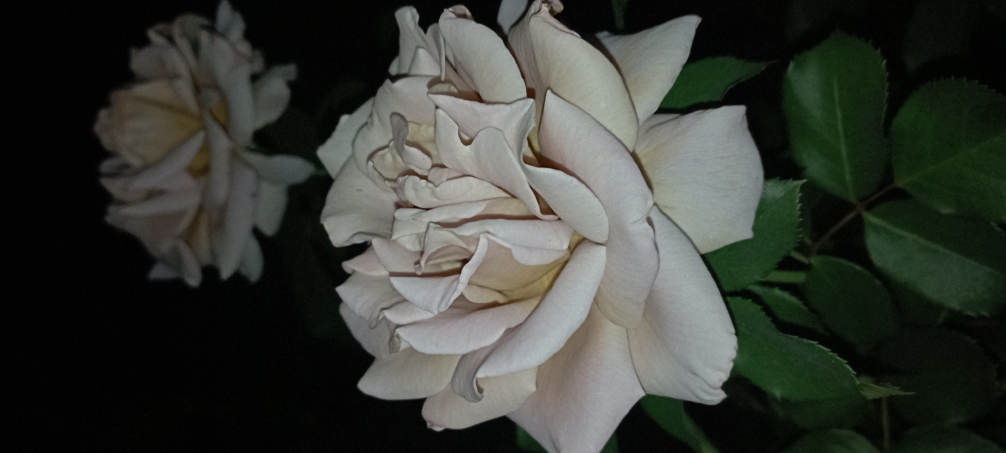 A close-up shot of a pale pink rose in bloom against a dark background. The rose is in the foreground, with its petals unfurling. Another rose, also pale pink, is visible in the background, out of focus. The scene appears to be outdoors, likely in a garden setting, at night. There are green leaves visible at the bottom of the frame. The image was taken in Radisne, Ukraine.