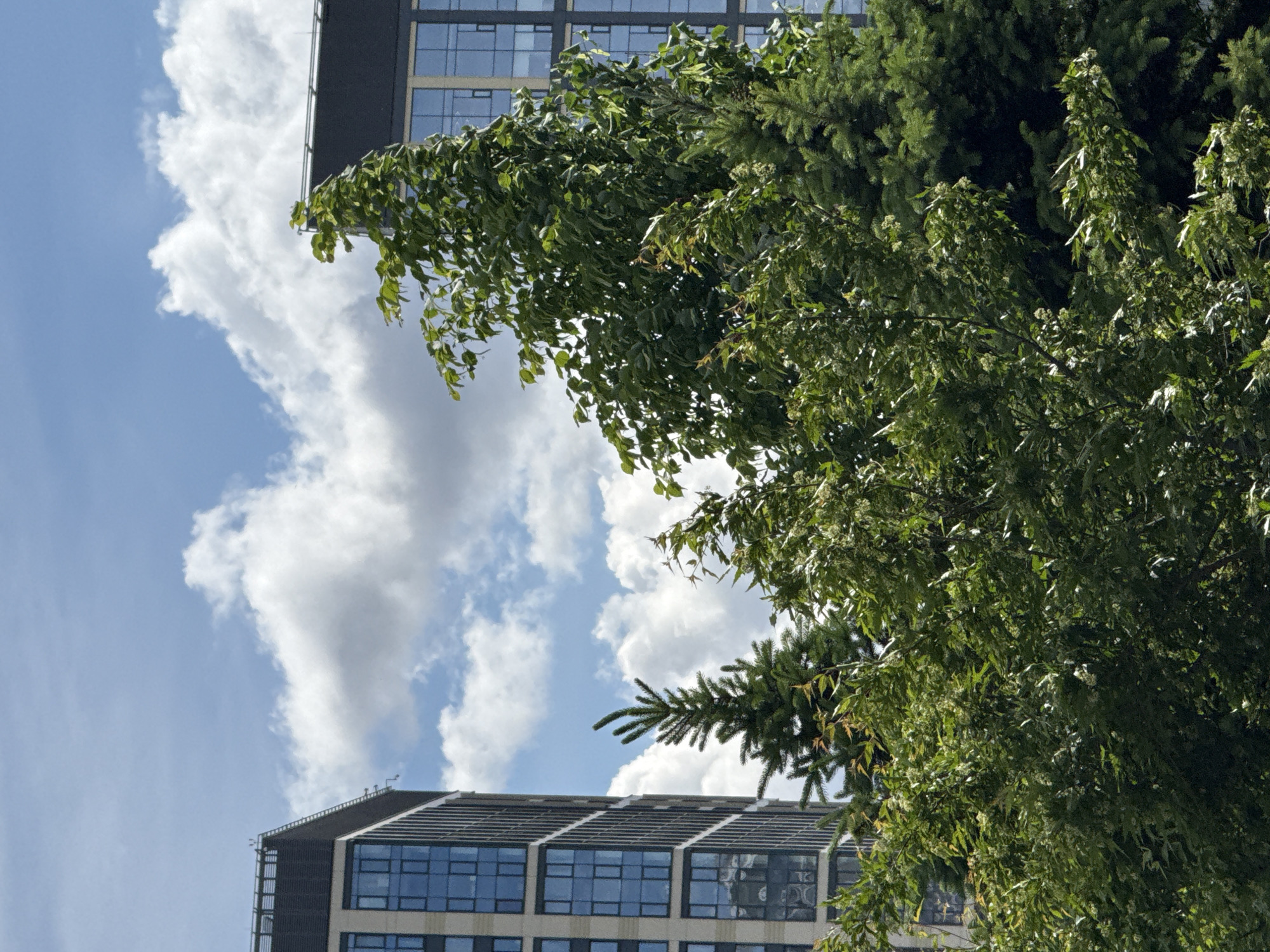 The image captures a view in Moscow, Russia, looking up at a modern building partially obscured by trees. The architecture of the building is characterized by its multiple windows arranged in a grid-like pattern. Lush green trees, including birch and spruce, dominate the foreground, partially concealing the building. The sky, filled with fluffy white clouds, provides a backdrop to the scene. The photograph is taken from a low angle, emphasizing the height of the building and the trees.