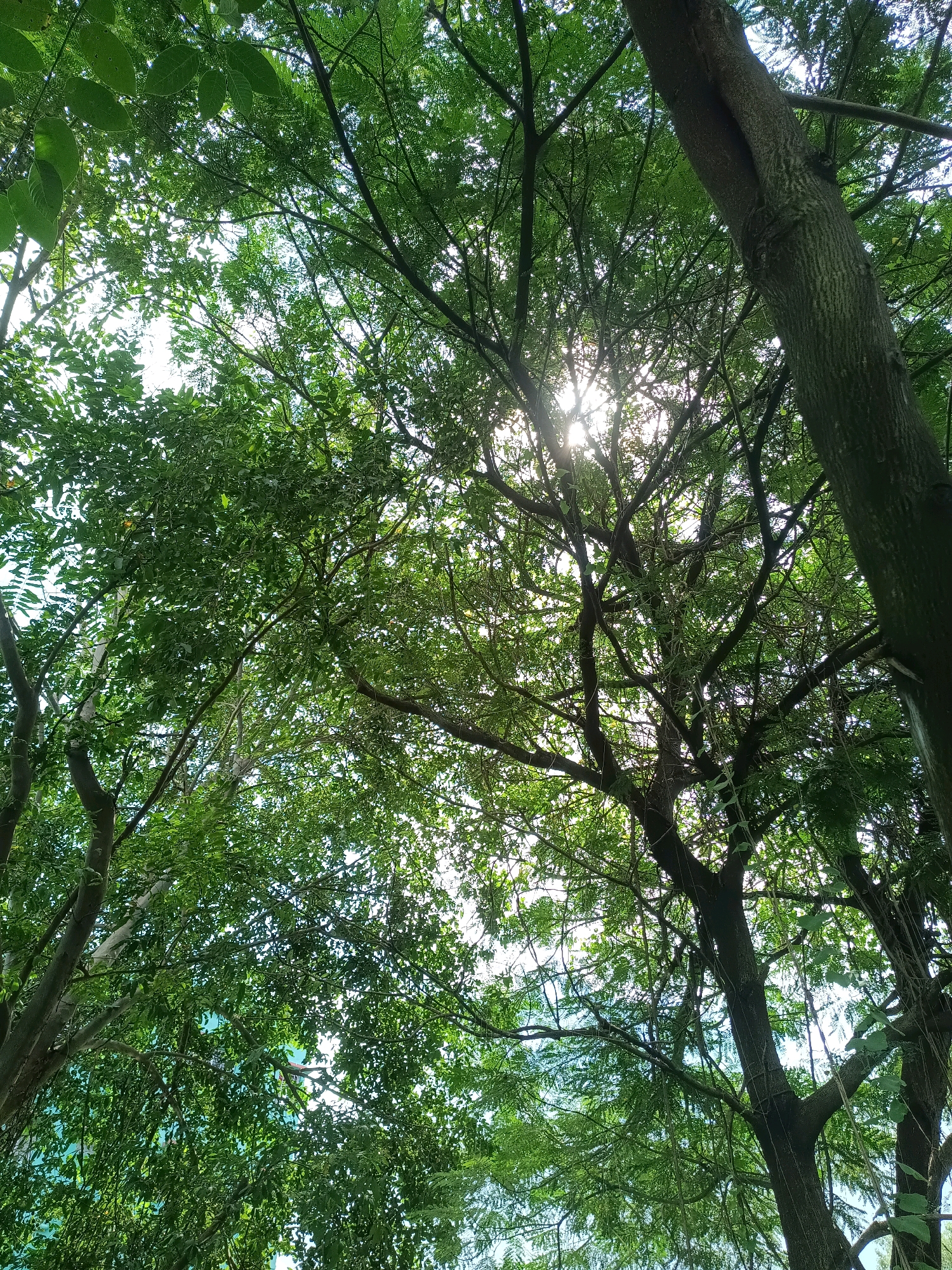 The image shows a view looking up through the dense canopy of trees. Sunlight filters through the leaves, creating a dappled effect. The branches of several trees are visible, with thick trunks and numerous smaller branches covered in vibrant green leaves. The sky is visible in patches between the leaves, appearing bright and possibly overcast. The overall impression is one of being surrounded by lush greenery, with the sun partially obscured by the foliage. There are no people or specific landmarks visible to indicate a location in Kamarhati, India, beyond the general description of a wooded area.