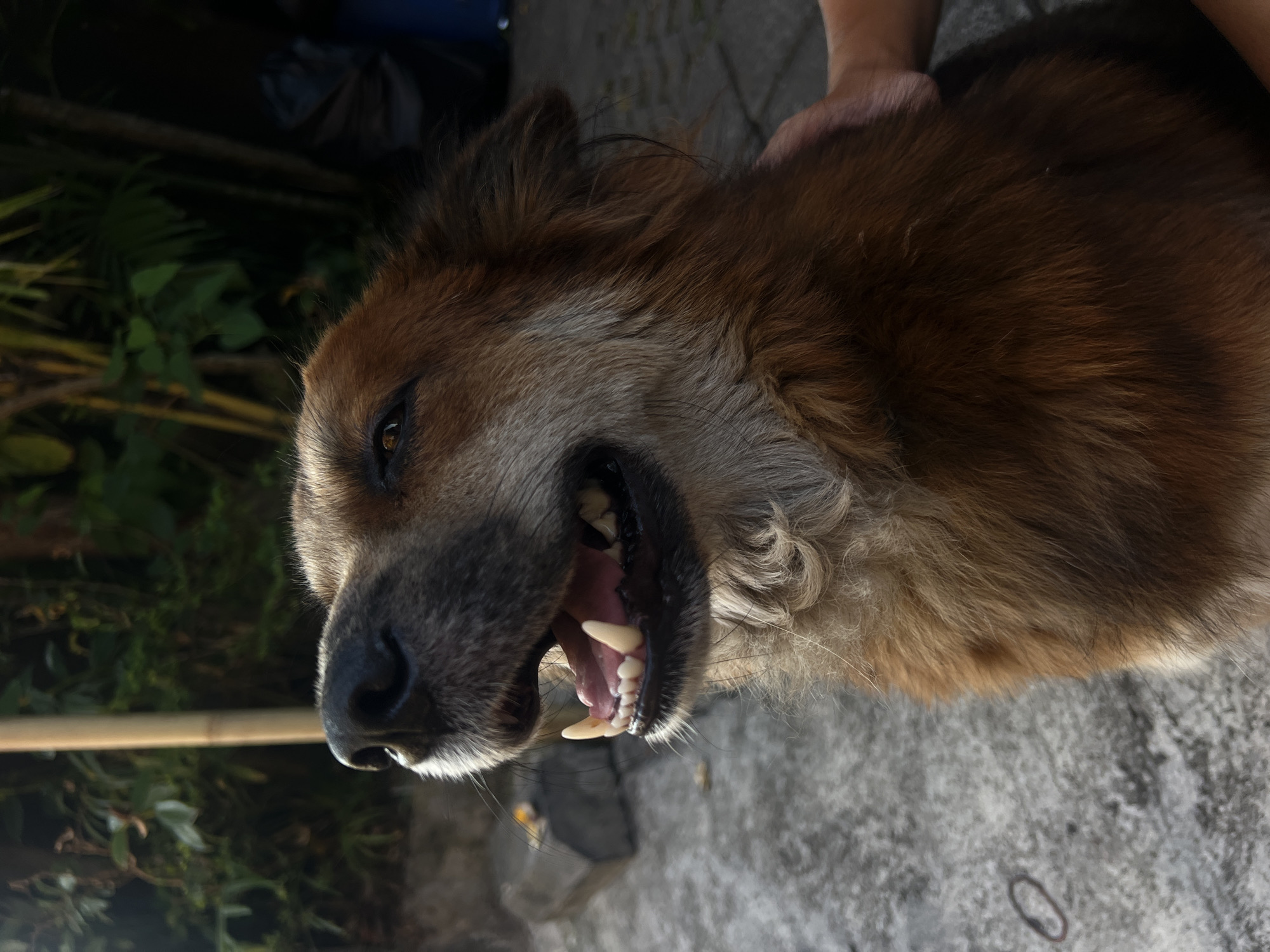 A medium shot captures a medium-sized dog with brown and grey fur, its mouth open and panting, with its tongue visible. The dog's eyes are partially closed, and its head is tilted upwards and to the left, suggesting it is basking in sunlight. A person's hand is seen gently stroking the dog's fur on the right side of the frame. The background consists of lush green foliage and a bamboo pole, indicating an outdoor setting. The ground is paved with grey concrete tiles. A dark blue trash bin is visible in the upper right corner. The lighting suggests it is daytime, with the sun casting shadows. The location is identified as North Kuta, Indonesia.