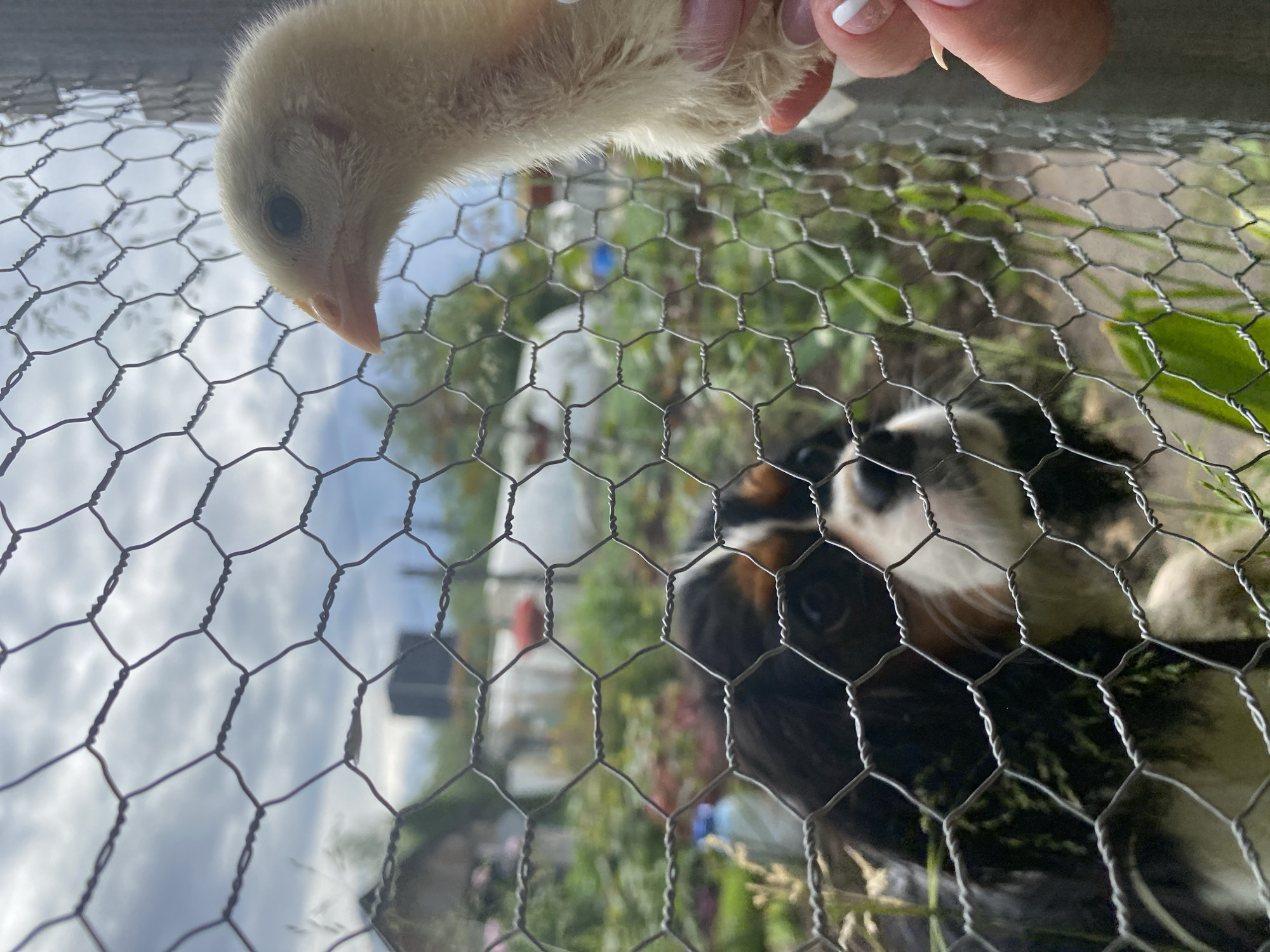 An outdoor scene captured at eye-level with a focus on a small yellow chick and a black and tan dog behind a wire fence. The chick is in the foreground, held by a hand with a manicured nail, and appears to be looking at the dog. The dog, a Cavalier King Charles Spaniel, is looking back at the chick. The background is blurred but suggests a garden setting with green plants and possibly a building. The sky is overcast with visible clouds. The location is stated to be Votkinsk, Russia.