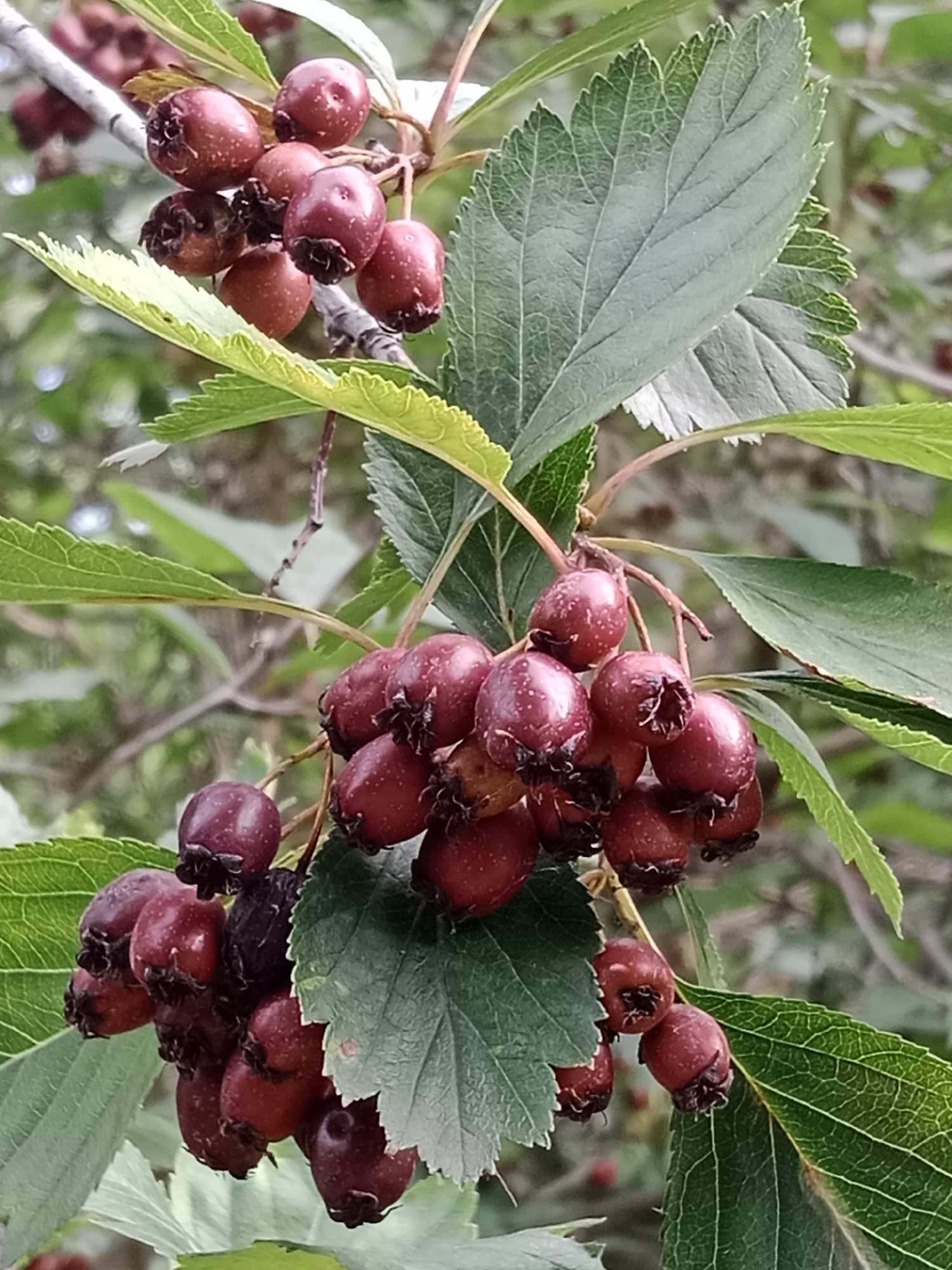 A close-up, outdoor, eye-level shot shows a cluster of ripe, dark red hawthorn berries hanging from a branch. The berries are round to slightly oval, with a glossy surface and prominent calyx remnants at the bottom. They are clustered in bunches, with some individual berries and some tightly packed groups. Green, serrated leaves with visible veins are interspersed among the berries. The background is softly blurred, indicating a shallow depth of field, with muted green foliage and hints of a branch. The overall lighting suggests natural daylight. The image was taken in Bydgoszcz, Poland.