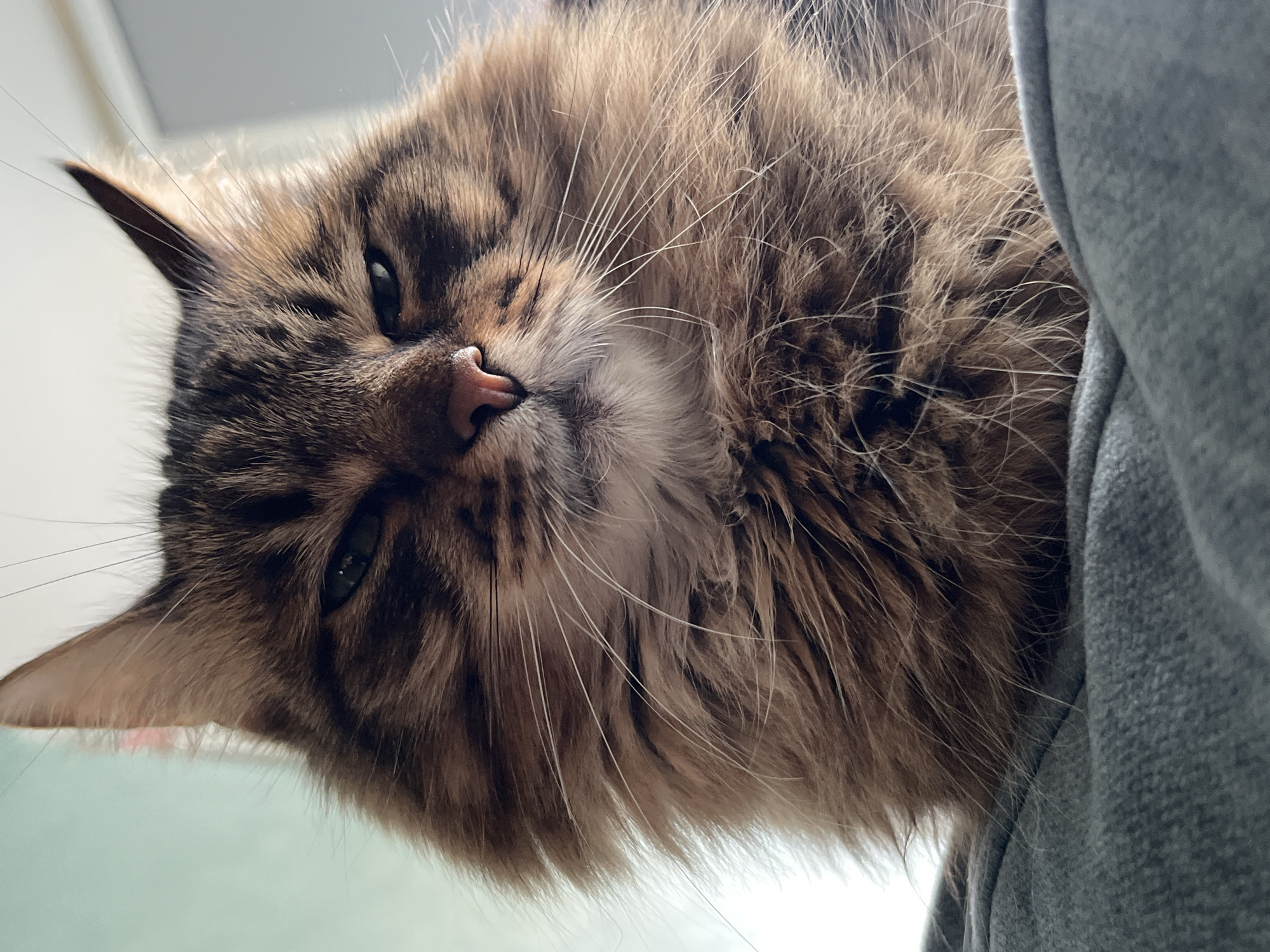 A close-up, low-angle, horizontal shot shows the face of a long-haired tabby cat. The cat's fur is a mix of brown, black, and lighter brown stripes, with long, white whiskers fanning out from its muzzle. Its eyes are partially closed, giving it a sleepy or relaxed appearance. The cat's pink nose is clearly visible, and one of its ears is pointed upwards. The cat's head is tilted downwards, and it appears to be resting against or leaning on something soft and grey, possibly clothing or upholstery. The background is softly blurred, with a hint of a light-colored surface below the cat. The lighting suggests it could be daytime, possibly indoors, with soft light illuminating the cat's face. No text is visible in the image.