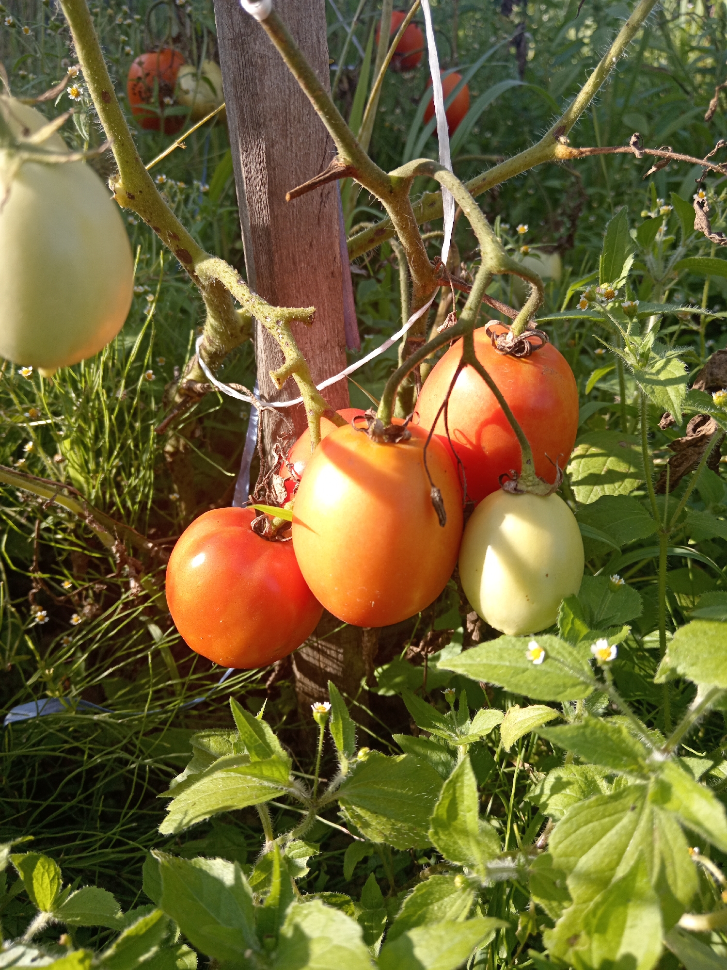 In the city of Novopokrovka, Russia, a close-up, eye-level shot captures a cluster of ripe and unripe tomatoes growing on a vine. The foreground features several red tomatoes, one of which is prominently displayed in sharp focus, showing its smooth, round surface and a green stem. To its right, a pale yellow tomato is also visible. Behind these, two more red tomatoes hang, one partially obscured. In the upper left quadrant of the image, a large, pale green tomato hangs, out of focus. The tomatoes are attached to a woody stem, which is tied to a rustic wooden post with white string. The background is a blur of green foliage, grass, and small white wildflowers, suggesting an outdoor garden setting. The lighting indicates a sunny day, with sunlight casting shadows and highlighting the textures of the tomatoes and vegetation. There are no people or animals present in the scene.