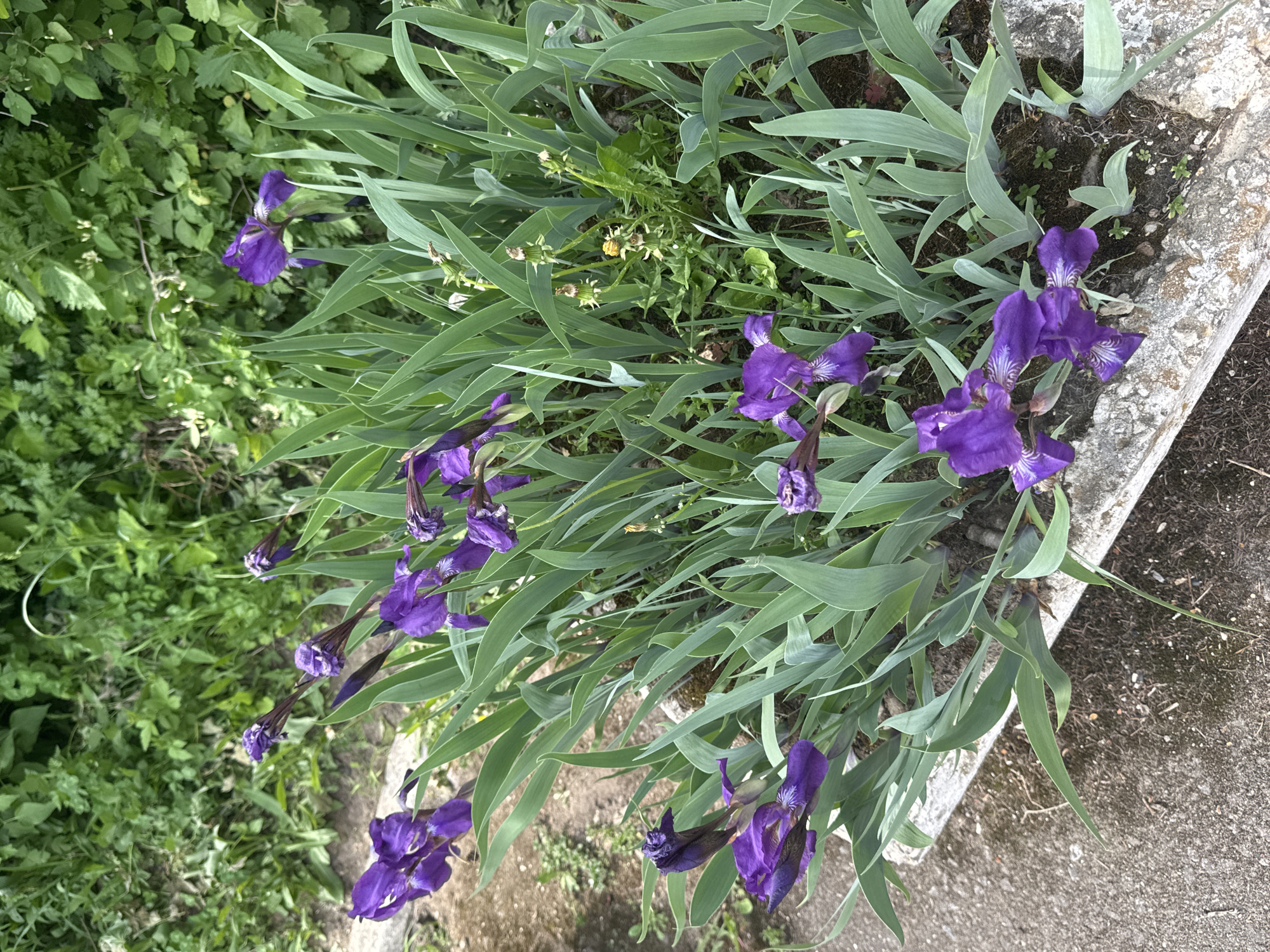 The image shows a cluster of purple iris flowers in a raised flower bed. The irises have long, green leaves. Some dandelions are also present amongst the irises. The flower bed is bordered by a gray concrete edge. In the background is a patch of green foliage. The location is speculated to be in the city of Shevlyakovo, Russia.