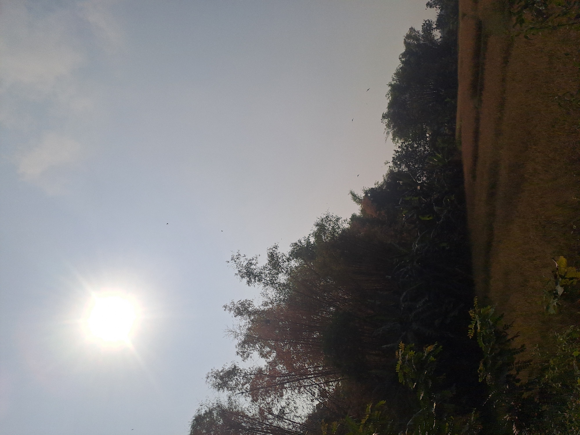 The image depicts a sunlit rural landscape in Sumberejo, Indonesia. The bright sun is high in the sky, casting a glare that makes the sky appear pale and hazy. In the foreground, dense foliage, including bamboo trees and other leafy plants, dominates the left side of the frame, creating a shadowed area. To the right, a field of dry, golden-brown crops stretches into the background. The field appears to be harvested or naturally dried, suggesting it might be a rice paddy in its post-harvest stage. The overall atmosphere is one of calm, natural beauty, characteristic of a countryside setting. There are no people visible in the image. A few birds can be seen in the sky, soaring against the light.