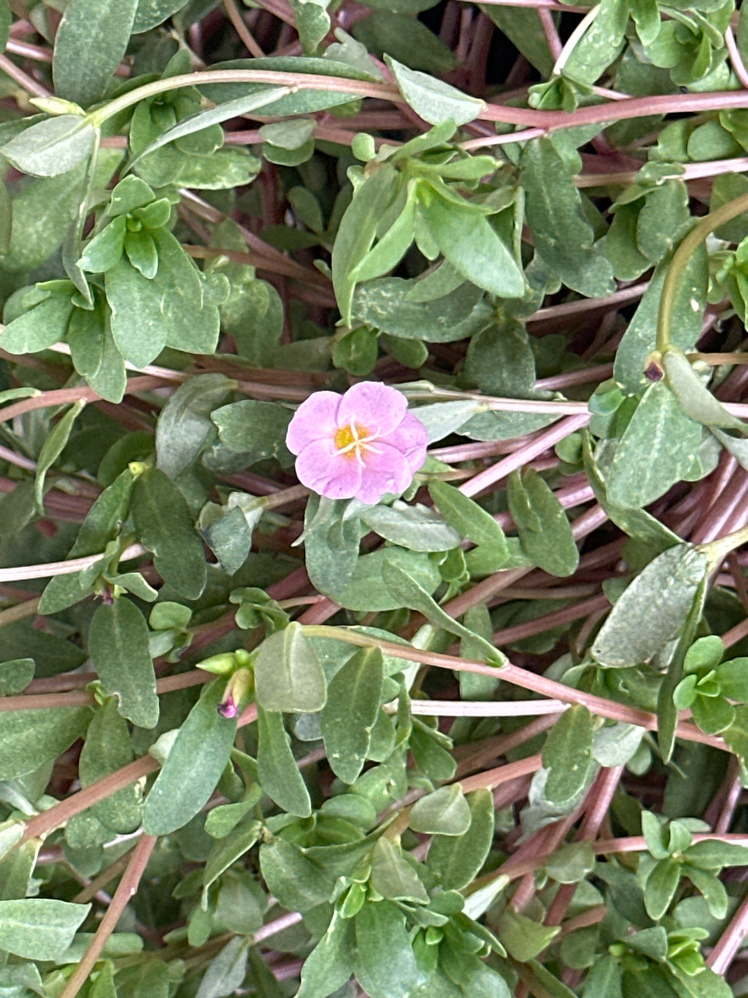 This is a close-up, high-angle photograph of a patch of purslane (Portulaca oleracea) with a single small pink flower. The plant has thick, reddish-purple stems and fleshy, oblong green leaves. The flower, located slightly left of the center, is open, revealing five pale pink petals with a yellow center. The image is taken in an outdoor environment, likely a garden or natural setting. There is no indication of Krefeld, Germany in the image.