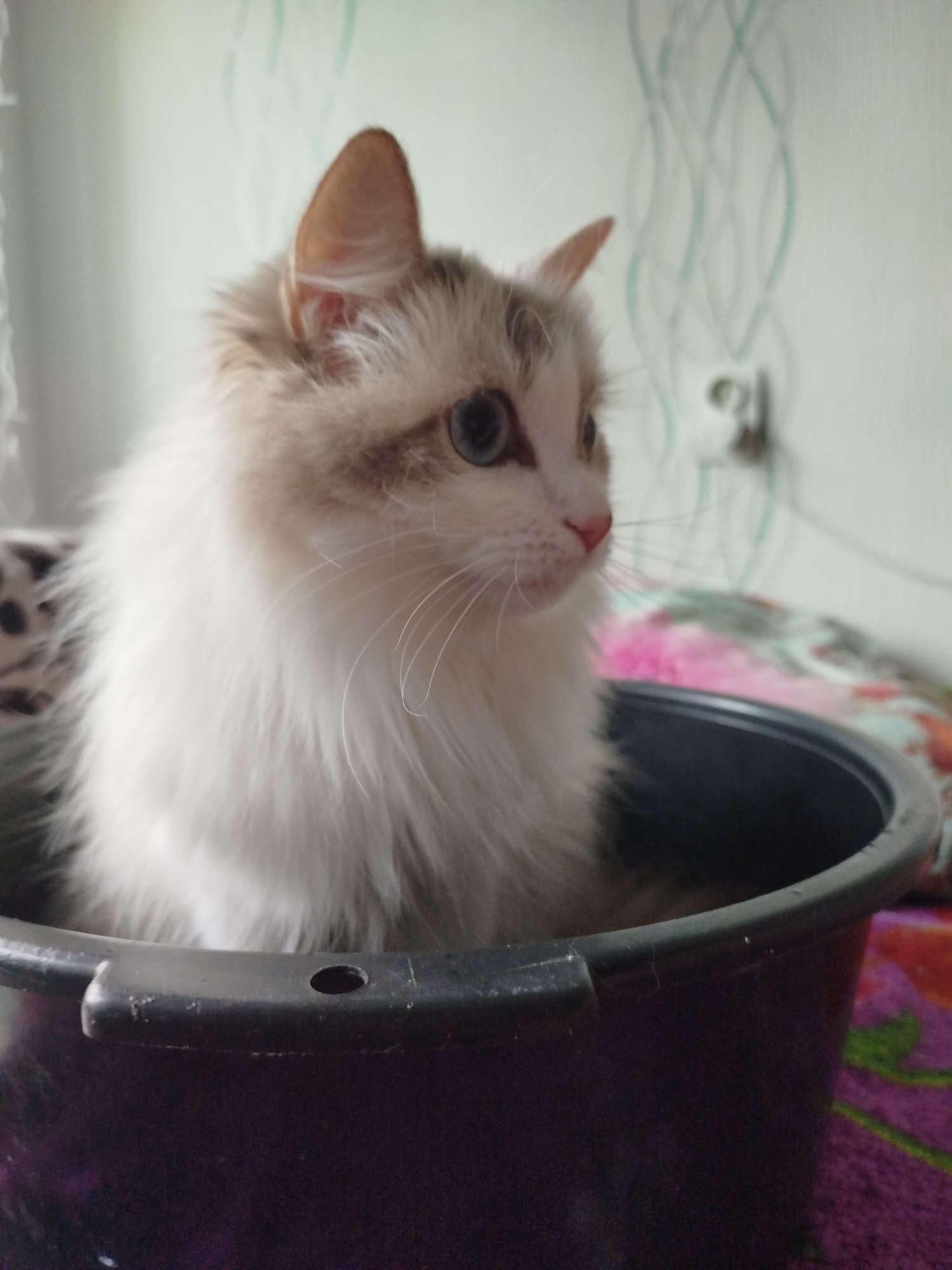 A fluffy cat with white and tan fur, blue eyes, and pink nose is sitting in a dark purple bucket. The cat is looking to its right. The background is out of focus and appears to be a wall with a light green wavy pattern.