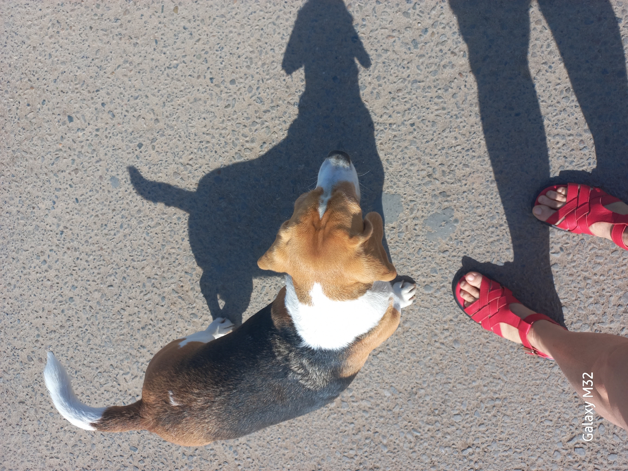 A beagle stands on a concrete surface next to the legs of a person. The person is wearing red sandals. The shadows of the dog and person are visible. The camera identifier "Galaxy M32" is in the lower right corner. The location and city cannot be determined.