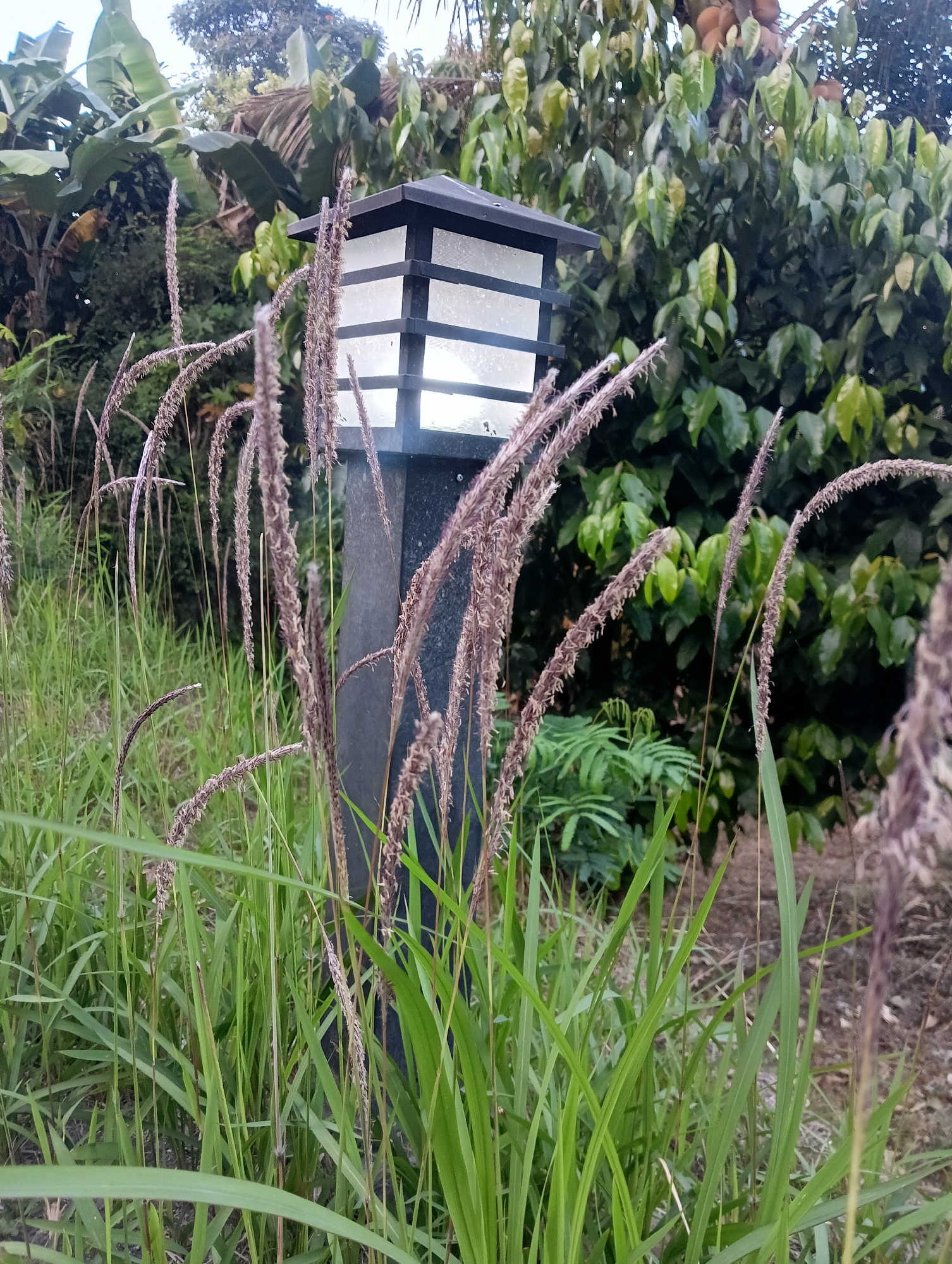 A close-up shot captures a dark, modern outdoor lamp post with a frosted glass top, illuminated from within. The lamp post is surrounded by tall, green grass and feathery seed stalks. In the background, lush tropical foliage can be seen, including banana trees and other leafy plants. The overall scene suggests a well-maintained outdoor area, likely a garden or pathway in a residential or public space. The image was taken in Megamendung, Indonesia.