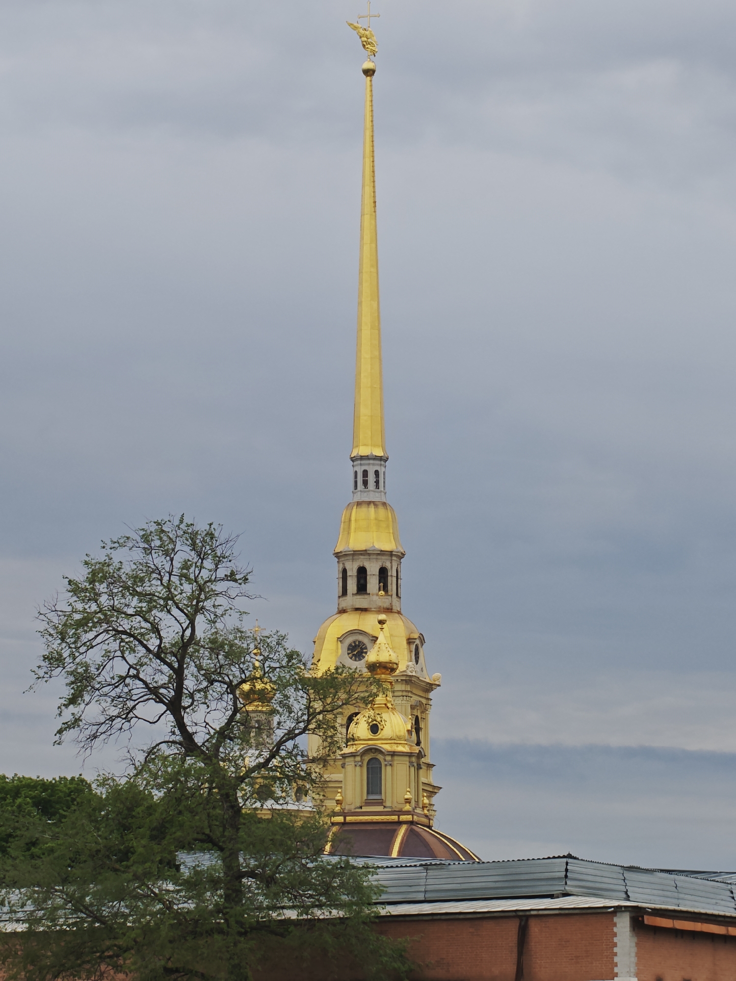 The image shows a towering golden spire of the Peter and Paul Cathedral in Saint Petersburg, Russia. The spire is topped with a gilded angel. In the foreground, there is a mature tree with sparse foliage. Behind the tree, parts of the cathedral's golden domes and bell tower are visible, including a clock face. A low-rise brick building with a corrugated metal roof is situated in front of the base of the cathedral. The sky is overcast with gray clouds.