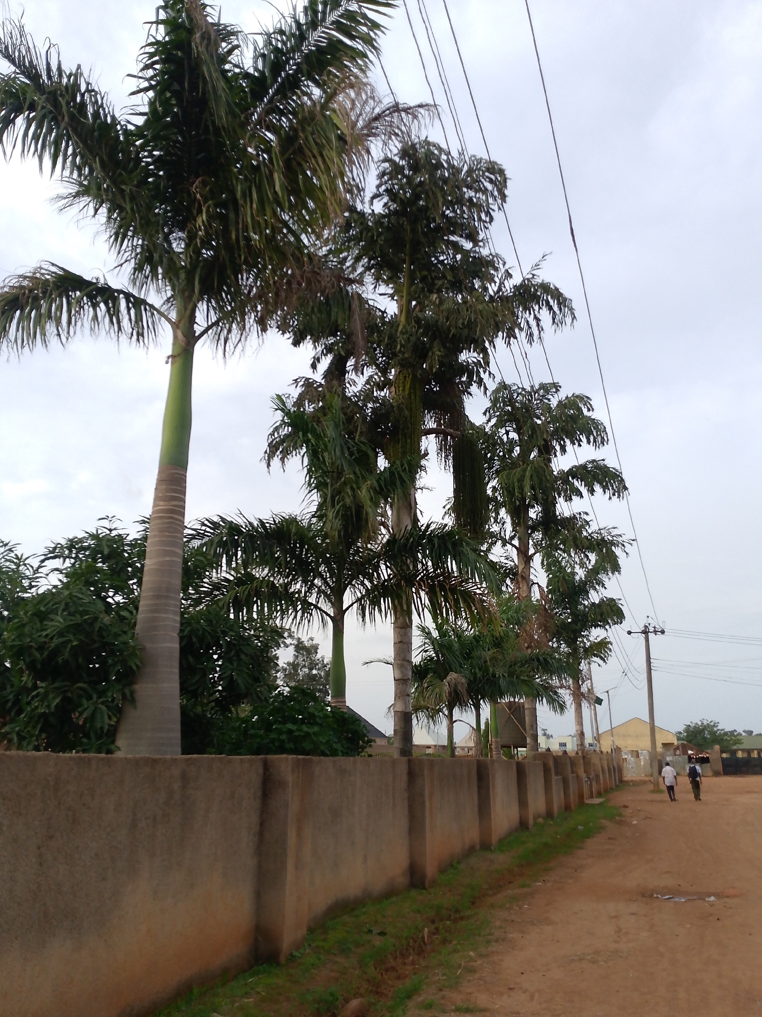 In Barakin Angundi, Nigeria, a dirt road curves away from a concrete wall adorned with grass growing along its base. Several tall palm trees with slender, segmented trunks and dense green fronds line the road, creating a tropical atmosphere. Beyond the trees and wall, a few low-lying buildings with light-colored roofs are visible. Two individuals, one wearing a white shirt and the other a dark shirt, walk away from the camera down the dirt road, with the latter carrying a backpack. Overhead, a cloudy sky is crisscrossed with power lines, supported by a utility pole. The scene is captured from a slightly elevated perspective, looking down the road and towards the buildings.