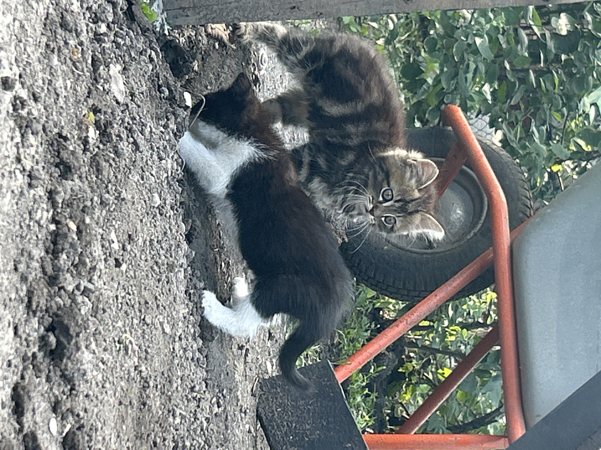 Two kittens are the subjects of this image. One kitten is mostly black with white paws, while the other is a tabby with gray and brown stripes. They are outdoors, possibly in a garden or yard, with dirt and gravel in the foreground. In the background, there is greenery, suggesting trees or bushes, and a wheelbarrow with an orange frame and a gray basin. The wheel of the wheelbarrow is visible, with a tire. The kittens appear to be interacting, with one looking towards the camera with wide, curious eyes. The lighting suggests it is daytime, likely sunny given the shadows and brightness. The overall mood is playful and candid. There is no visible text in the image.