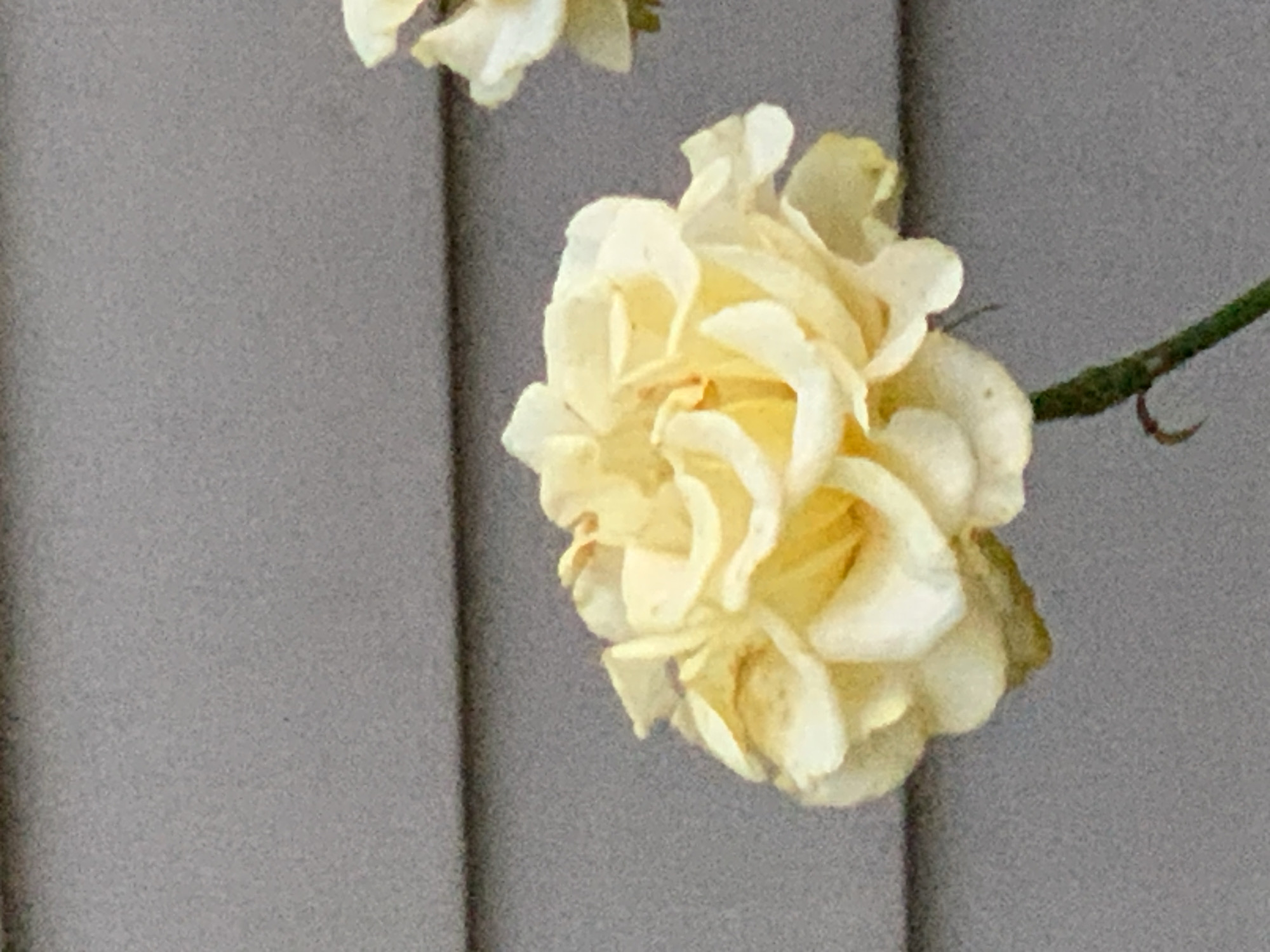 A close-up, eye-level shot shows a pale yellow rose against a gray, horizontally paneled background. The rose is in full bloom, with many ruffled petals and a hint of yellow in the center. The stem of the rose is visible at the bottom of the frame, with a small thorn curving outwards. Another out-of-focus rose is visible in the upper right corner of the image. The overall lighting is soft and diffused. The scene appears to be outdoors, possibly in a garden or on a patio.