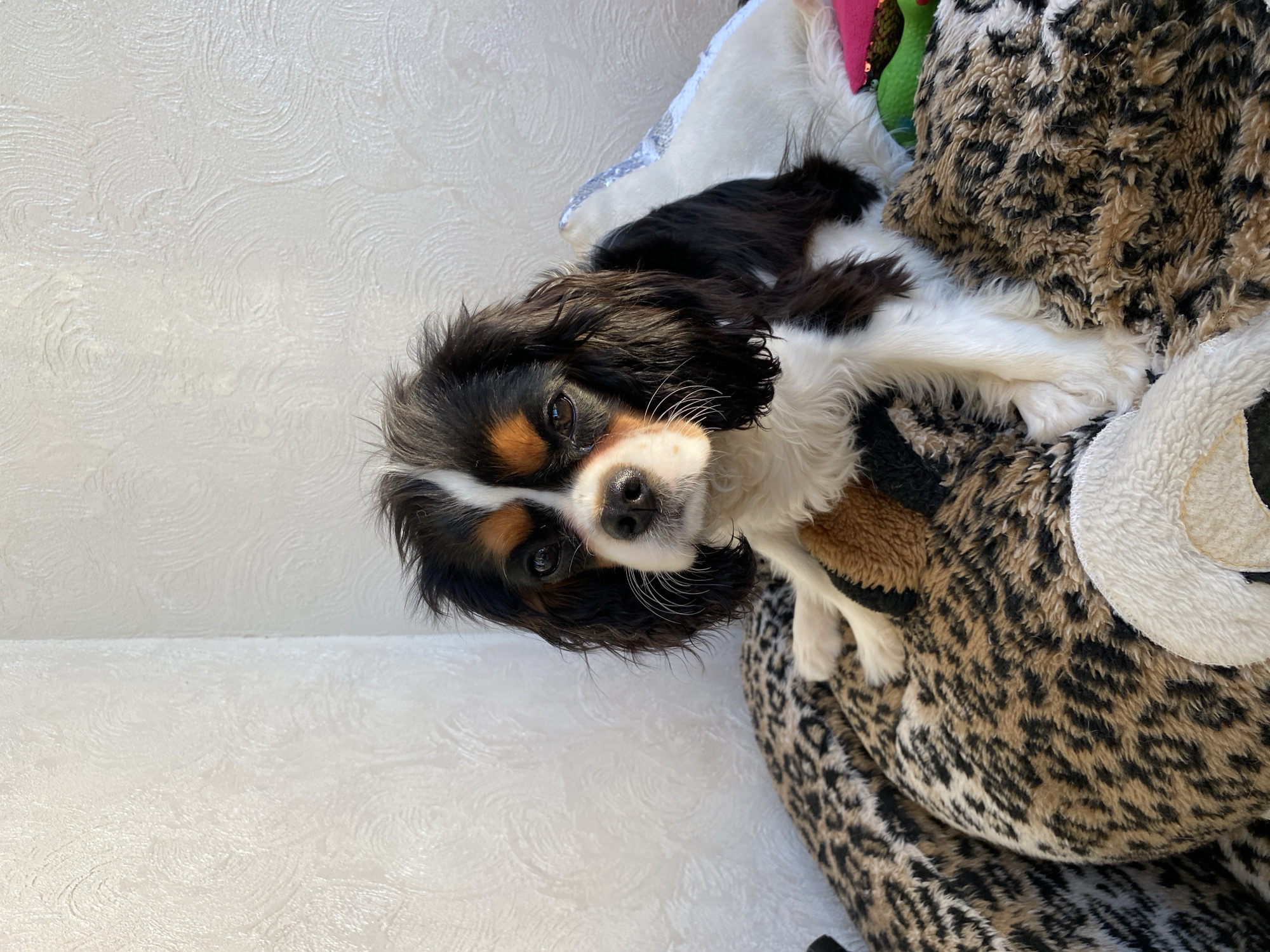 A tricolor Cavalier King Charles Spaniel is resting on a leopard-print plush toy, possibly a bed or cushion. The dog has black, white, and tan markings on its coat and is looking directly at the camera. The background is a textured white wall. The image does not provide any information to suggest that the location is Votkinsk, Russia, or any other specific place.