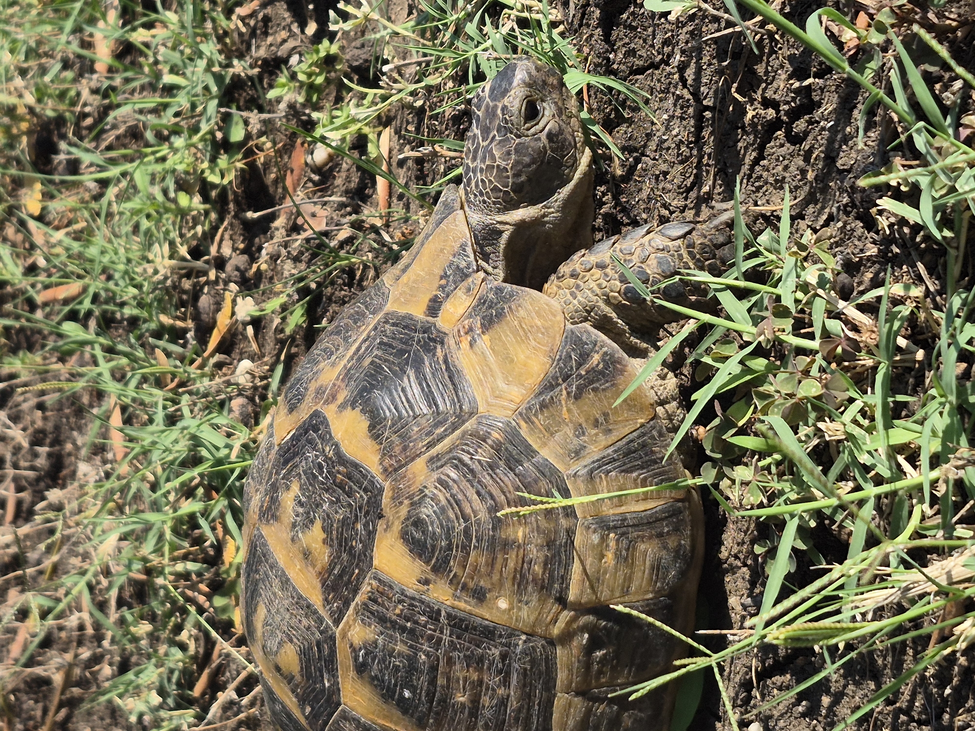 A close-up, side-view, eye-level shot captures a Russian tortoise on the dry, earthy ground of Makri, Greece. The tortoise, its shell a mosaic of brown and yellow segments, is positioned in the lower right half of the frame. Its head, with visible scales and a dark eye, is turned slightly to the right, and its front legs are extended forward, suggesting movement. Green grass and dry leaves are scattered across the foreground and background, indicating an outdoor, natural environment. The lighting suggests a sunny day, casting shadows on the textured soil and highlighting the details of the tortoise's shell.