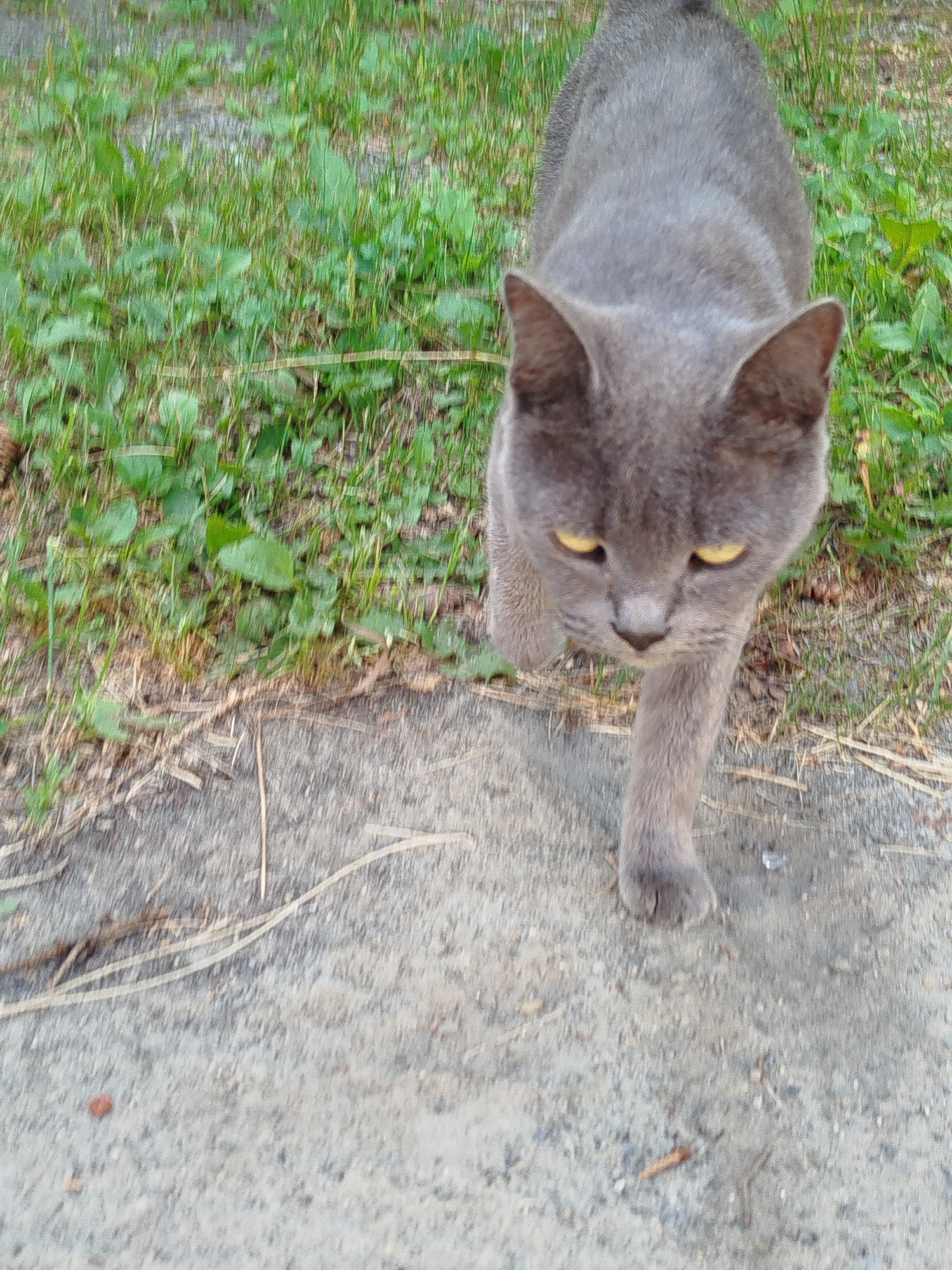 A grey cat with yellow eyes is walking on a concrete path next to a patch of grass. The image was taken outdoors, likely in a natural setting. No other subjects or objects are visible in the frame. The cat is the sole focus of the image.