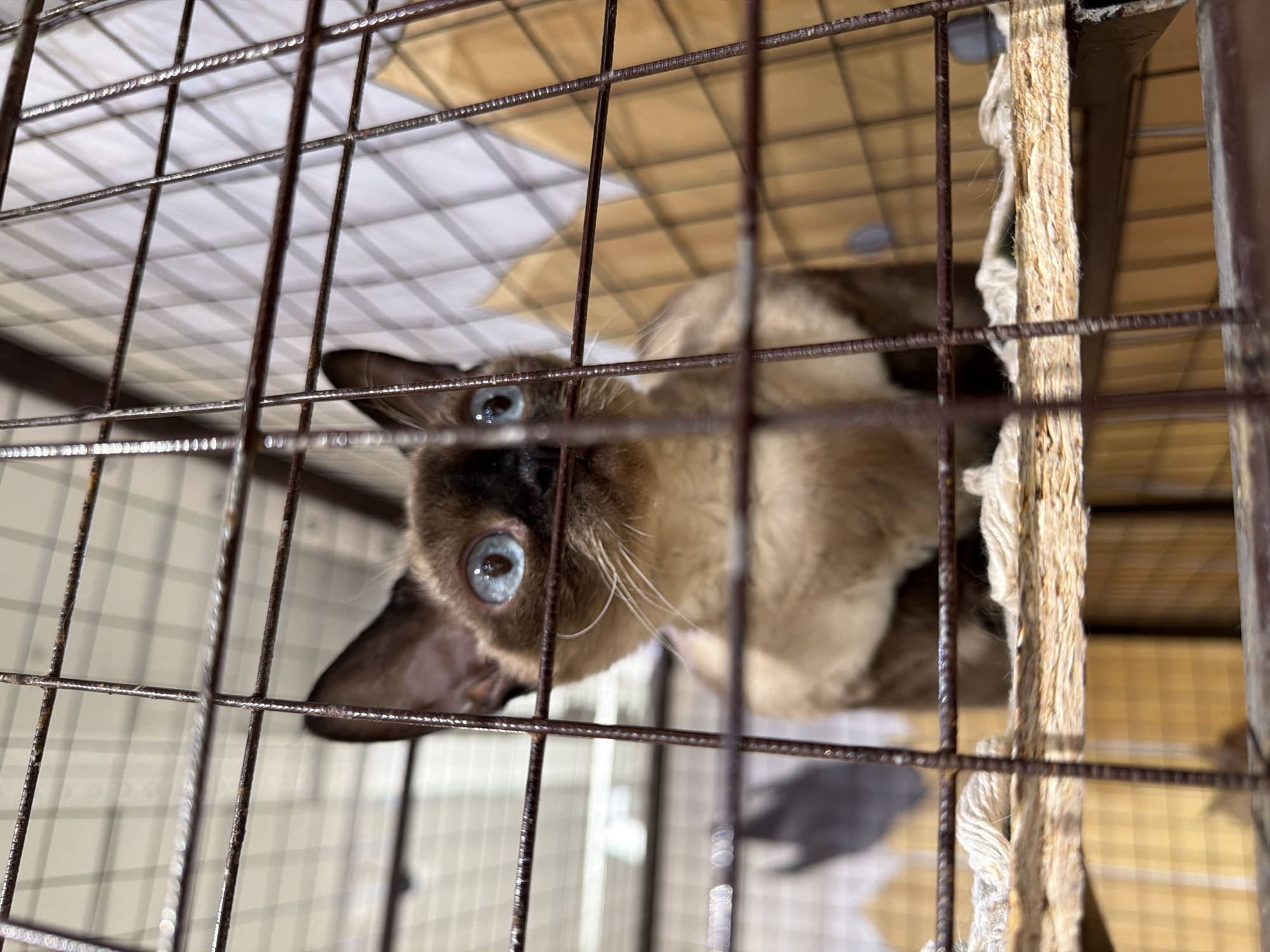 A medium shot shows a Siamese cat with striking blue eyes peering through the bars of a cage. The cat is light brown with darker brown points on its ears, face, and paws. It sits on a rough wooden perch covered with a light-colored, woven material. The background consists of a light-colored wall with a grid pattern and a decorative element resembling a mountain range in muted yellow and white tones. The cage bars are metallic and appear slightly rusted. The image does not provide specific location information within Krasnodar, Russia.