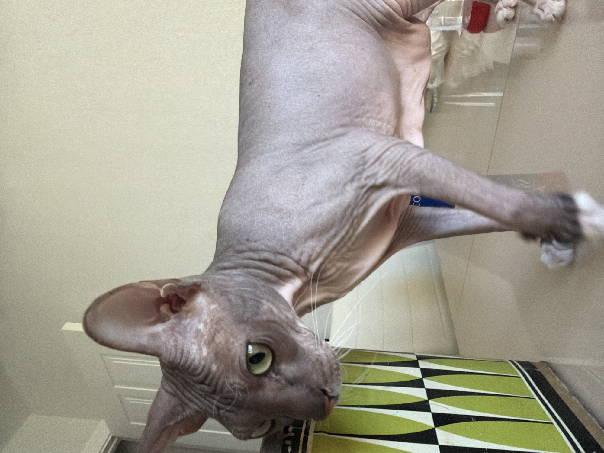 This image depicts a hairless Sphynx cat positioned indoors, within what is identified as a domestic residence in Izhevsk, Russia. The cat, exhibiting light taupe or purplish-grey skin with characteristic wrinkles, stands on a reflective, light-colored surface, likely a countertop or table. Its prominent green eyes are directed downwards and to its left (viewer's left), with its large ears erect. White whiskers extend from its muzzle. One front paw is slightly elevated, revealing white claws or paw pads. To the immediate left of the cat is a tall, cylindrical container adorned with a repeating vertical geometric pattern of alternating green, white, and black triangular or rhomboidal segments. The background features a plain, light-colored wall and a white paneled door. Reflections of ambient light and indistinct objects, including a red item and a partial blue label displaying 'CO', are visible on the reflective surface beneath the cat.