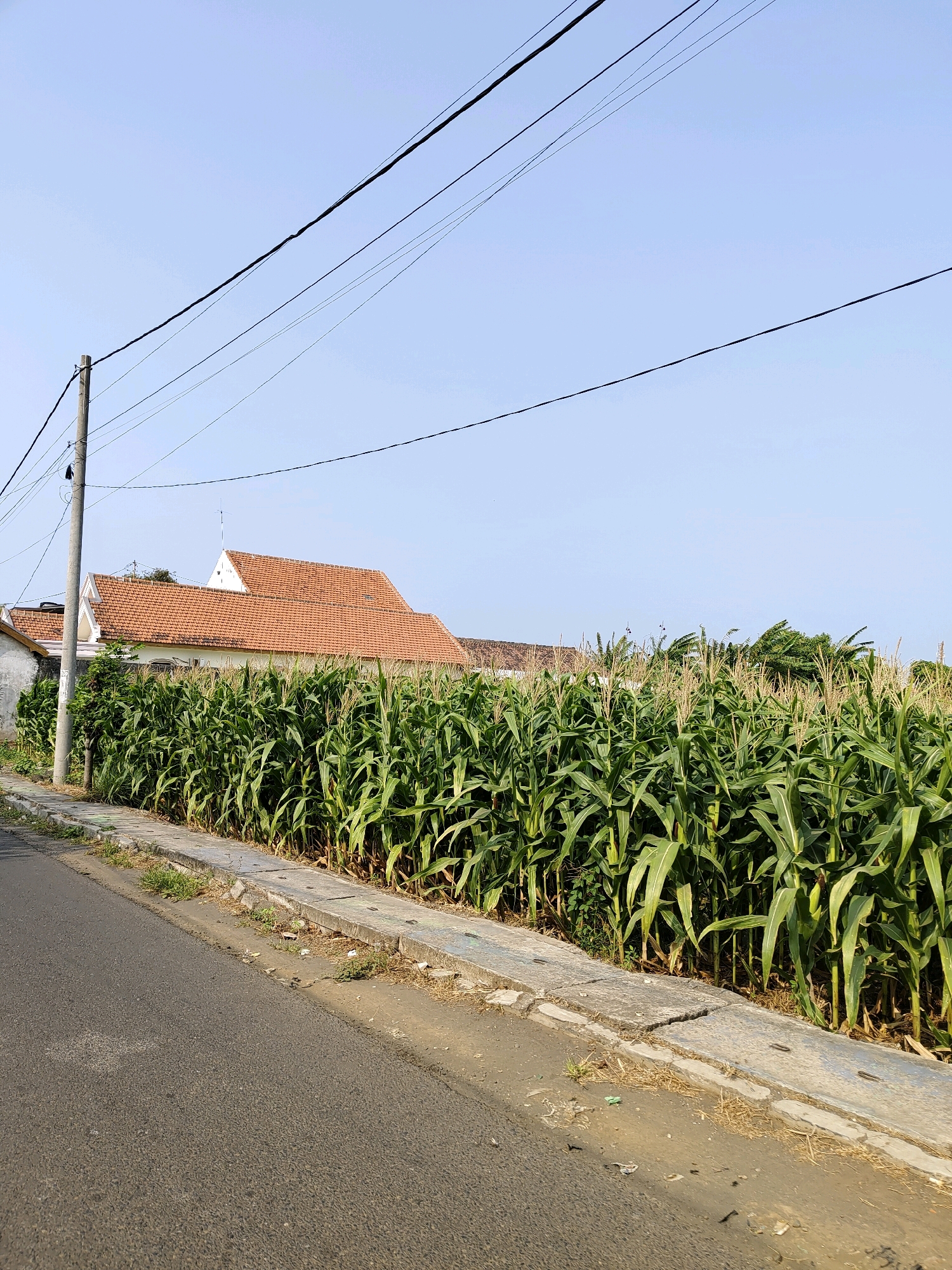 The image depicts a street scene in Probolinggo, Indonesia, bordering a cornfield. In the foreground, an asphalt road runs along the left side of the frame, with a concrete sidewalk and drainage system to its right. The sidewalk is somewhat deteriorated, showing cracks and scattered debris. Adjacent to the sidewalk is a dense field of tall, green corn stalks, reaching up to the height of the houses in the background. Several houses with terracotta tile roofs are visible behind the cornfield. A utility pole with multiple electrical wires stretches across the upper portion of the image against a clear blue sky. The scene appears to be illuminated by natural daylight, suggesting it was taken during the daytime.