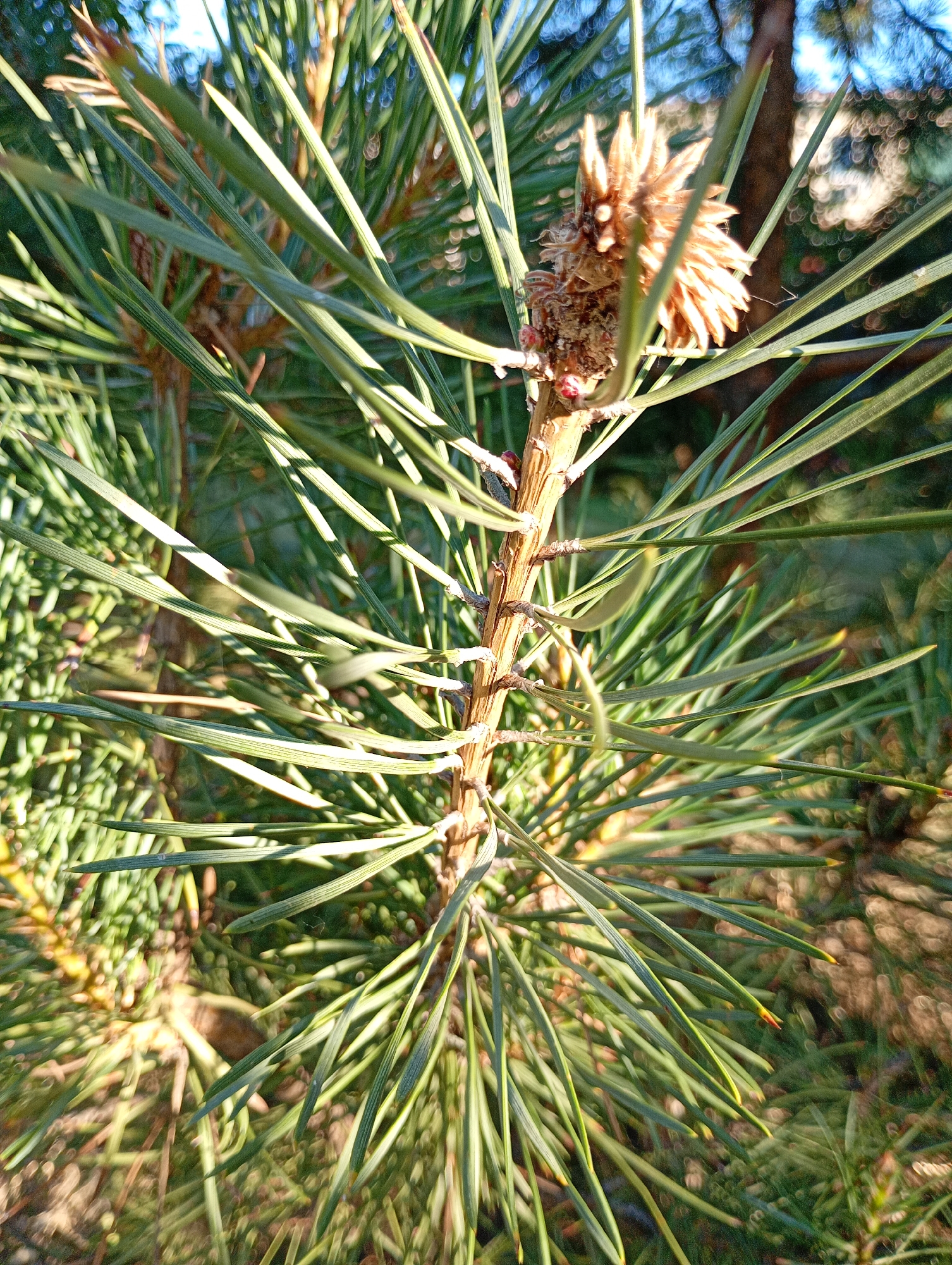The image is a close-up, outdoor, daytime photograph of a pine branch with needles and a small cone. The branch is light brown and textured, with several needles growing in clusters around it. The needles are long, thin, and green, some with a slight yellow tip. A small, fuzzy, brown cone is visible near the top of the branch, partially obscured by needles. The background is blurred, showing more pine needles, the trunk of a tree, and some out-of-focus circular highlights, suggesting sunlight filtering through foliage. The scene is in Avanhard, Ukraine.