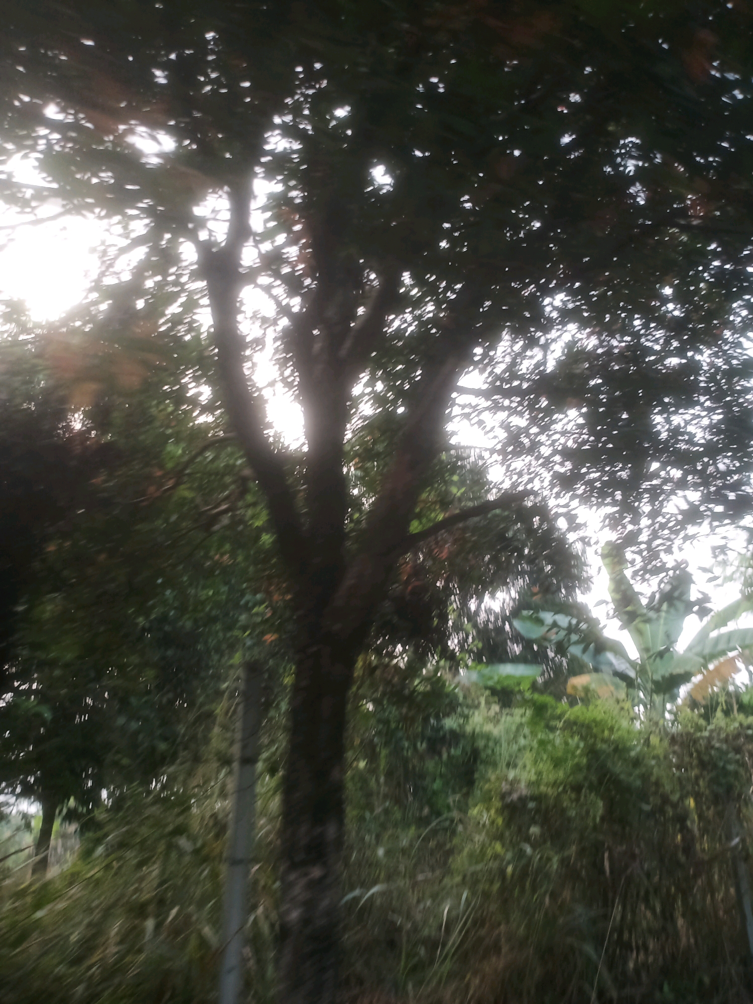 The image depicts a natural outdoor scene, likely in Ciseeng, Indonesia, characterized by lush vegetation. A large tree with dark bark and a dense canopy of leaves dominates the center of the frame, with sunlight filtering through its branches. The background is filled with various green plants, including what appear to be banana leaves and other foliage. The overall impression is one of abundant plant life, possibly indicative of a rural or garden setting within Ciseeng. There are no people or animals visible in the image. The lighting suggests it may be early morning or late afternoon due to the angle of the sun.