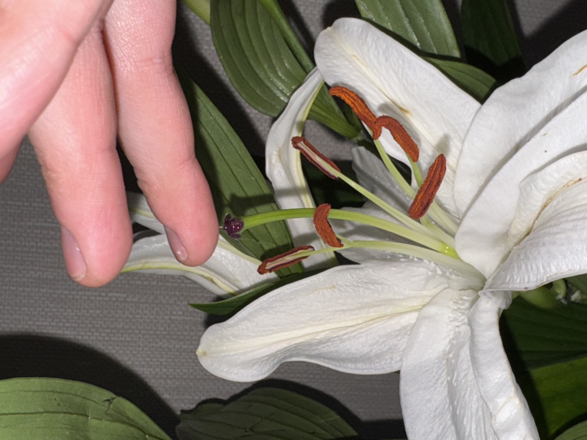 A close-up photograph shows a partially opened white lily flower with brown-tipped stamens and green leaves. A hand is partially visible, with fingertips touching the edge of a petal. The background is a textured gray surface. The location is unknown.