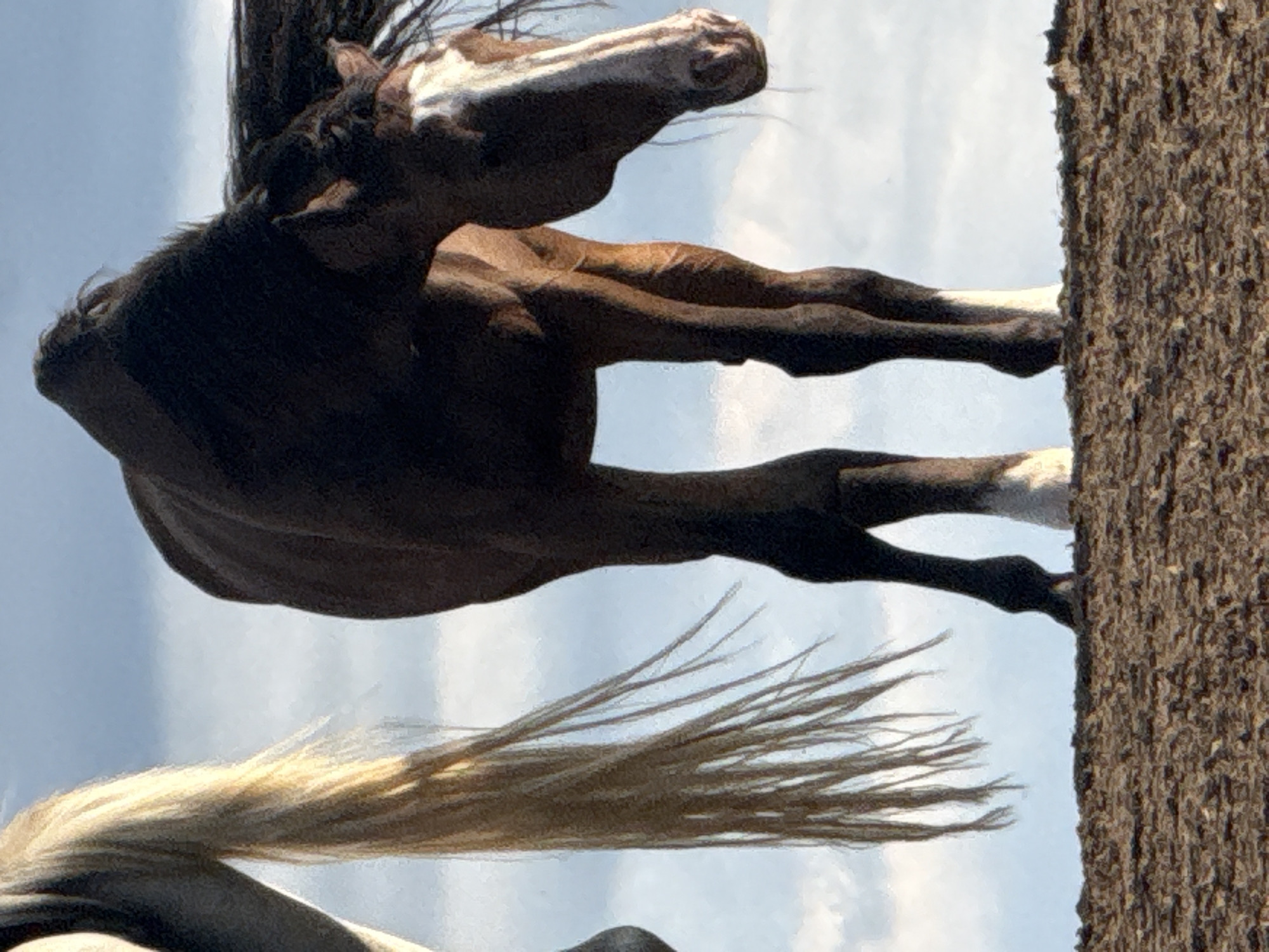 The image shows a dark brown horse with a white blaze on its face and white socks on its hind legs, standing on a dirt surface. To the left of the horse, partially visible, is the tail of another horse, which appears to be light in color. The background consists of a blue sky with scattered white clouds. The scene is outdoors. There is no information in the image or its metadata that can be used to determine a specific location within the city of Galinė, Lithuania.
