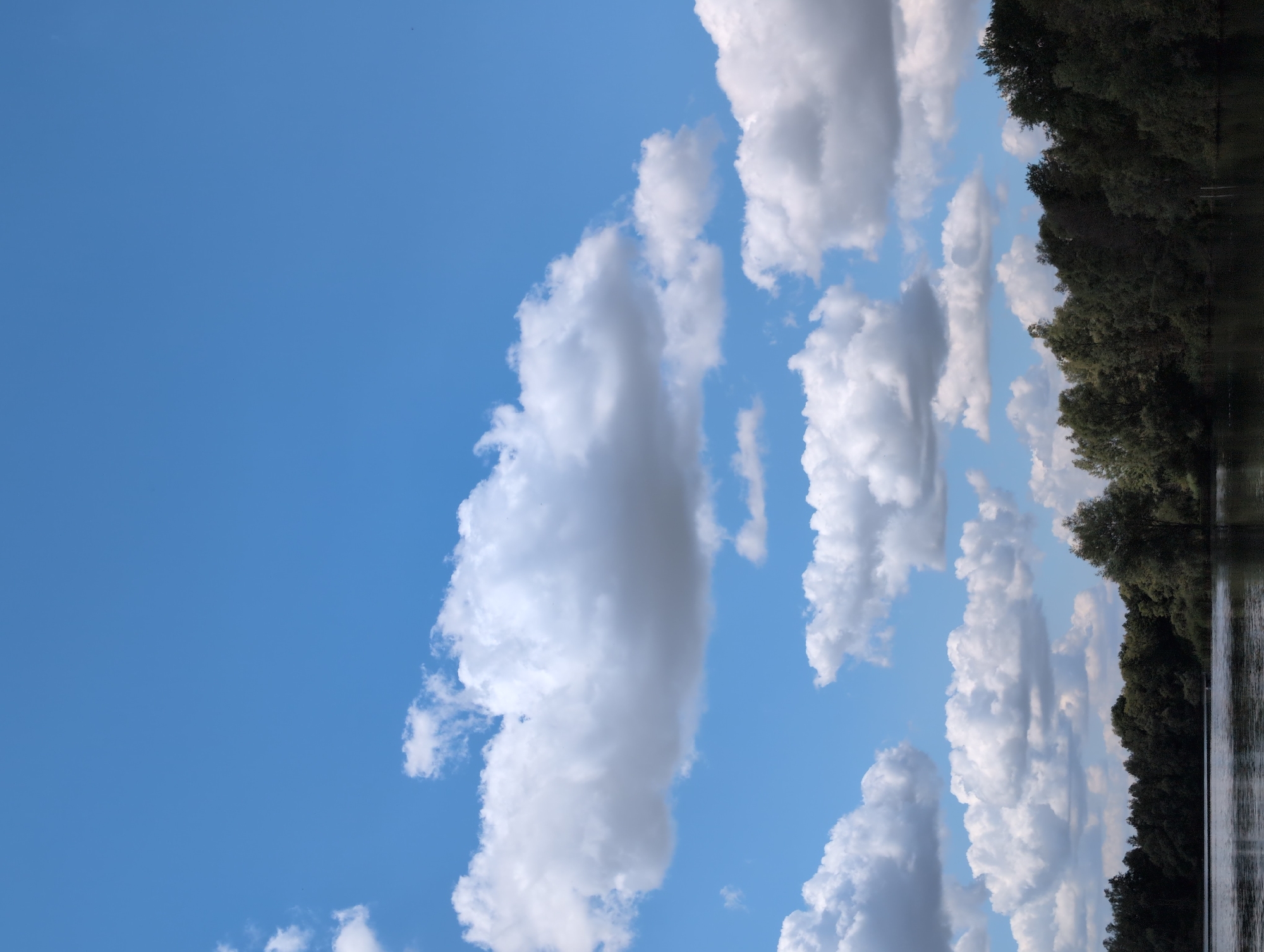 The image depicts a serene natural landscape scene, likely in Petershagen, Germany, characterized by a body of water in the foreground and a dense line of trees forming the horizon. The sky is a vibrant blue, dotted with fluffy white clouds that cast subtle shadows on the water. The water itself appears calm, with a dark, reflective surface that mirrors the trees and sky. The trees are a mixture of deciduous and coniferous species, creating a rich, dark green tapestry along the water's edge. Sunlight filters through the foliage, creating areas of light and shadow. There are no visible people or man-made structures in the scene, emphasizing the natural beauty and tranquility of the location. The overall impression is one of peacefulness and natural abundance.