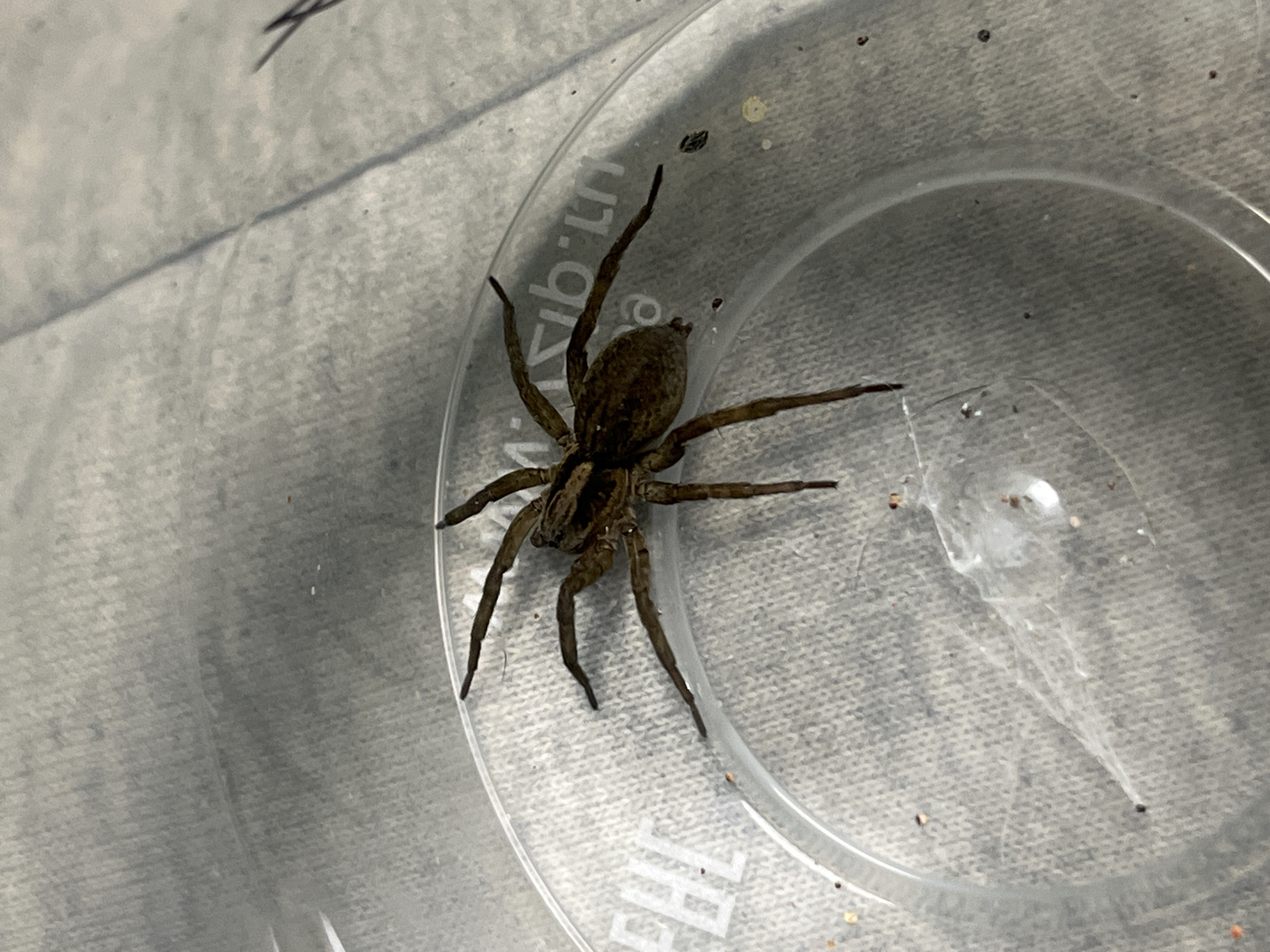 A brown spider is in a clear plastic container. The container rests on a textured gray surface. Nizhny Tagil, Russia is not discernible from the image.