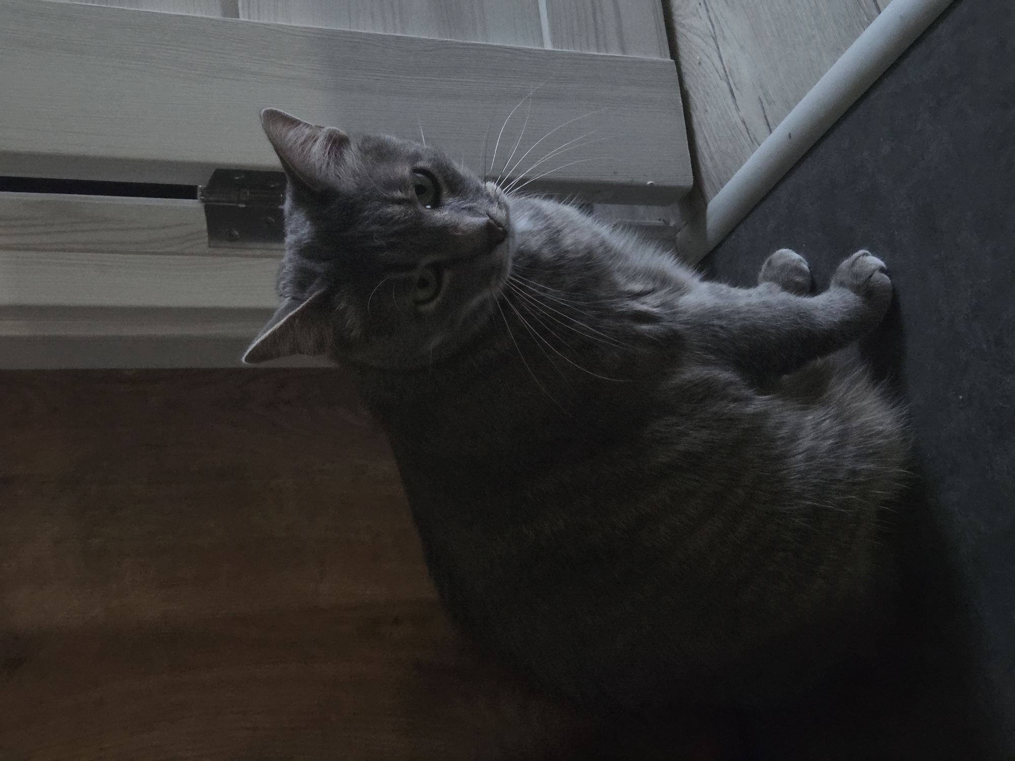 A gray domestic cat with green eyes and long white whiskers is the central subject of the image. The cat is lying on its right side on a dark-colored floor, partially on a contrasting wooden surface. Its head is tilted upwards and to the left, looking directly at the viewer with an attentive and curious expression. The cat's fur appears soft and dense.
The setting is indoors, with a light-colored wooden door or door frame visible in the upper part of the image, featuring a dark metal hinge. Next to the wooden surface, there is a dark, possibly black or charcoal gray, floor. A thin, light-colored pipe or trim runs along the edge where the dark floor meets the wall or another surface. The lighting in the scene is dim, casting the cat in shadows and creating a subdued atmosphere. No specific time of day can be determined, but the low light suggests it could be evening or a dimly lit interior space. There is no visible text.