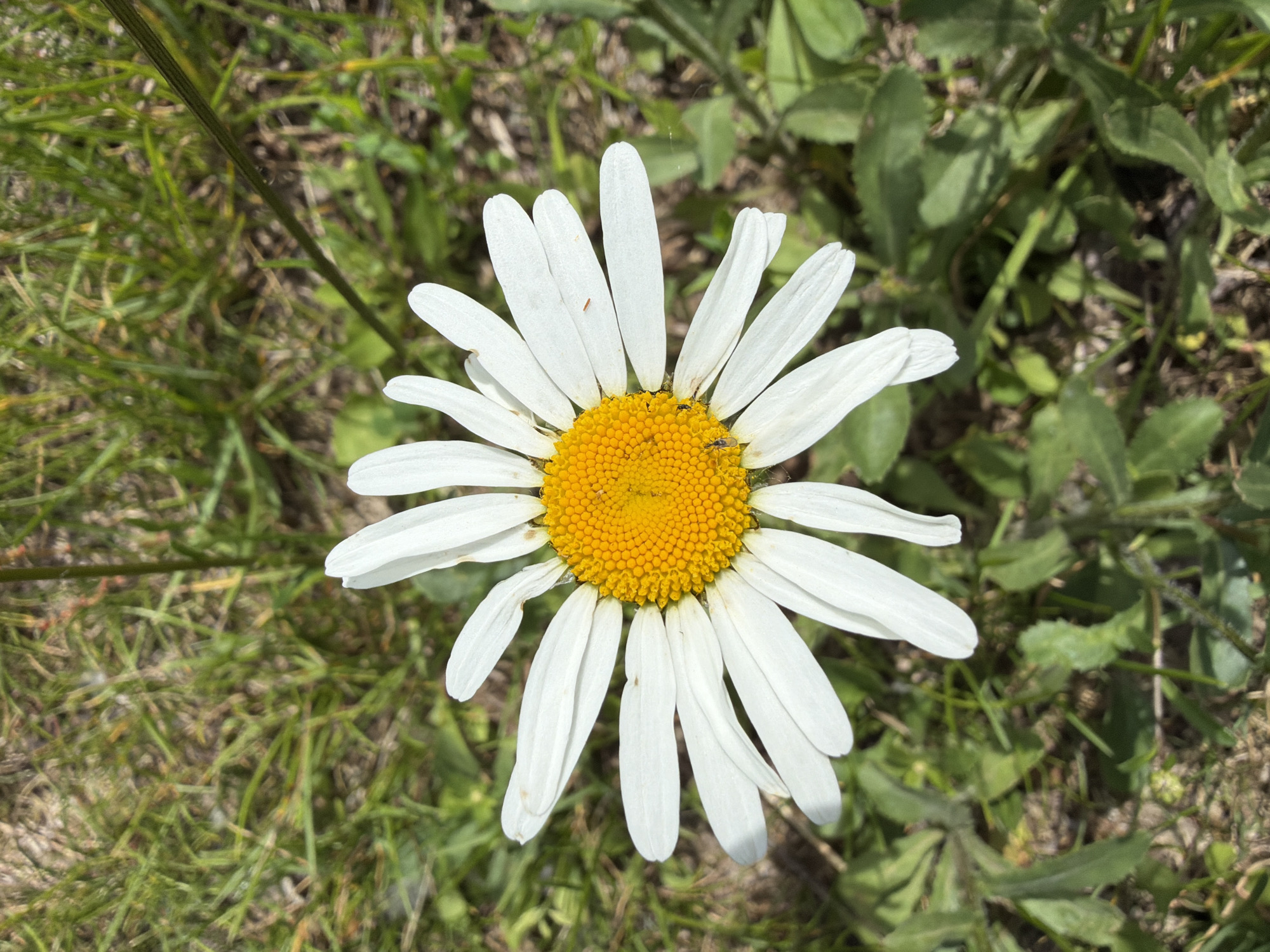 A close-up, overhead shot focuses on a single daisy blooming in a patch of grass. The daisy's white petals radiate outwards from a bright yellow center, which is dotted with tiny seeds. A few small insects, one appearing to be a dark-colored beetle, are visible on the petals and in the center of the flower. The background consists of green grass and some dry, brown vegetation, suggesting an outdoor environment. The lighting indicates it is daytime, likely sunny, casting subtle shadows on the petals. The image was taken in Chaikovsky, Russia.