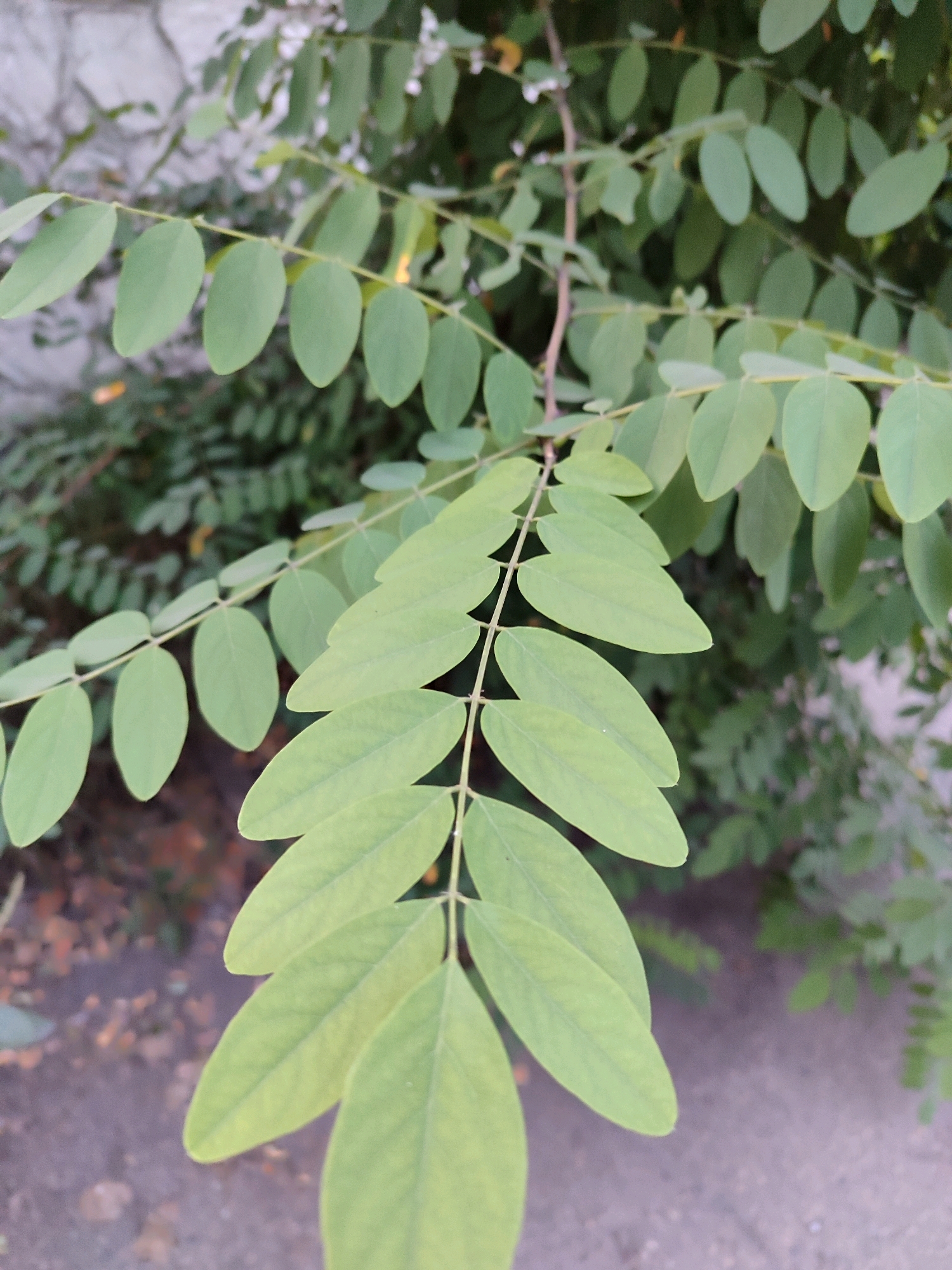 The image is a close-up of a branch with compound leaves, likely from a tree or shrub. The leaves are oval-shaped and light green, with a slightly pointed tip. They are arranged in pairs along the stem. The background is blurred and shows more green foliage, suggesting an outdoor environment. There are hints of a textured surface, possibly a wall or pavement, in the upper left and lower right corners. The lighting is soft, indicating it might be overcast or late in the day. The location is described as Unknown, Unknown.