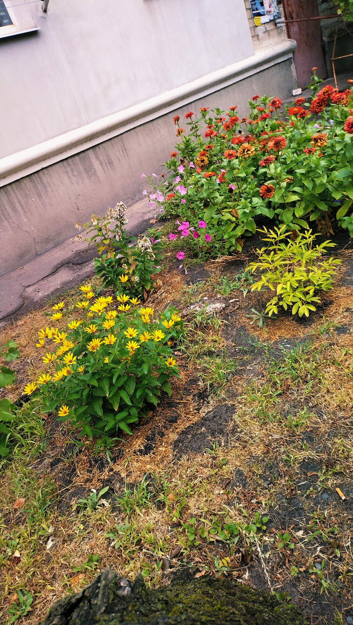 A close-up, high-angle, slightly tilted shot captures a flower bed adjacent to a concrete wall and asphalt pavement, likely in Horishni Plavni, Ukraine. The flower bed features a variety of blooming plants. Dominating the foreground is a cluster of bright yellow, daisy-like flowers with dark centers, interspersed with lush green foliage. Behind them, to the right, is a bush with vibrant red and orange zinnias, and smaller pink flowers are visible further back. To the left, a plant with delicate white blooms stands tall. The ground is a mix of dark soil, dry grass, and scattered debris. The concrete wall, painted a light gray, features a white horizontal trim and shows some signs of staining and wear. A brown, weathered wooden door is partially visible in the upper right corner, along with a rusty metal railing. The scene appears to be an outdoor urban setting, possibly a public space or residential courtyard. No people are present in the image.