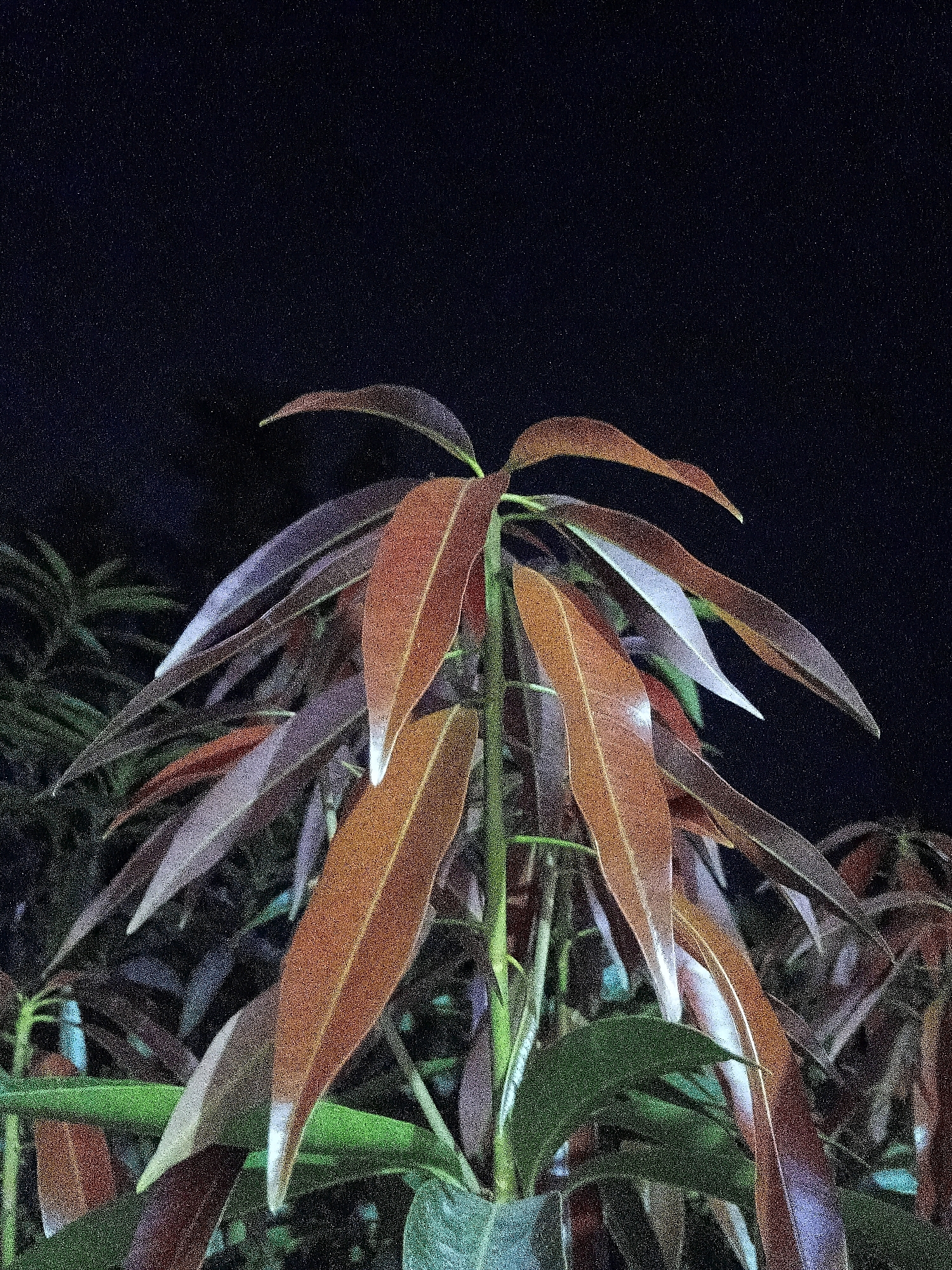 A close-up, low-light shot captures the reddish-brown and purple young leaves of a plant against a dark, speckled background, possibly indicating a night scene. The leaves are elongated and pointed, with some displaying a gradient of color from reddish-brown to a lighter, almost silvery hue towards their tips. The stems are green and appear thick. In the background, blurred green foliage is visible, suggesting other plants are present. The overall impression is of a plant with new growth illuminated from an unseen source, creating a dramatic contrast with the darkness. The image was taken in Cikal, Indonesia.
