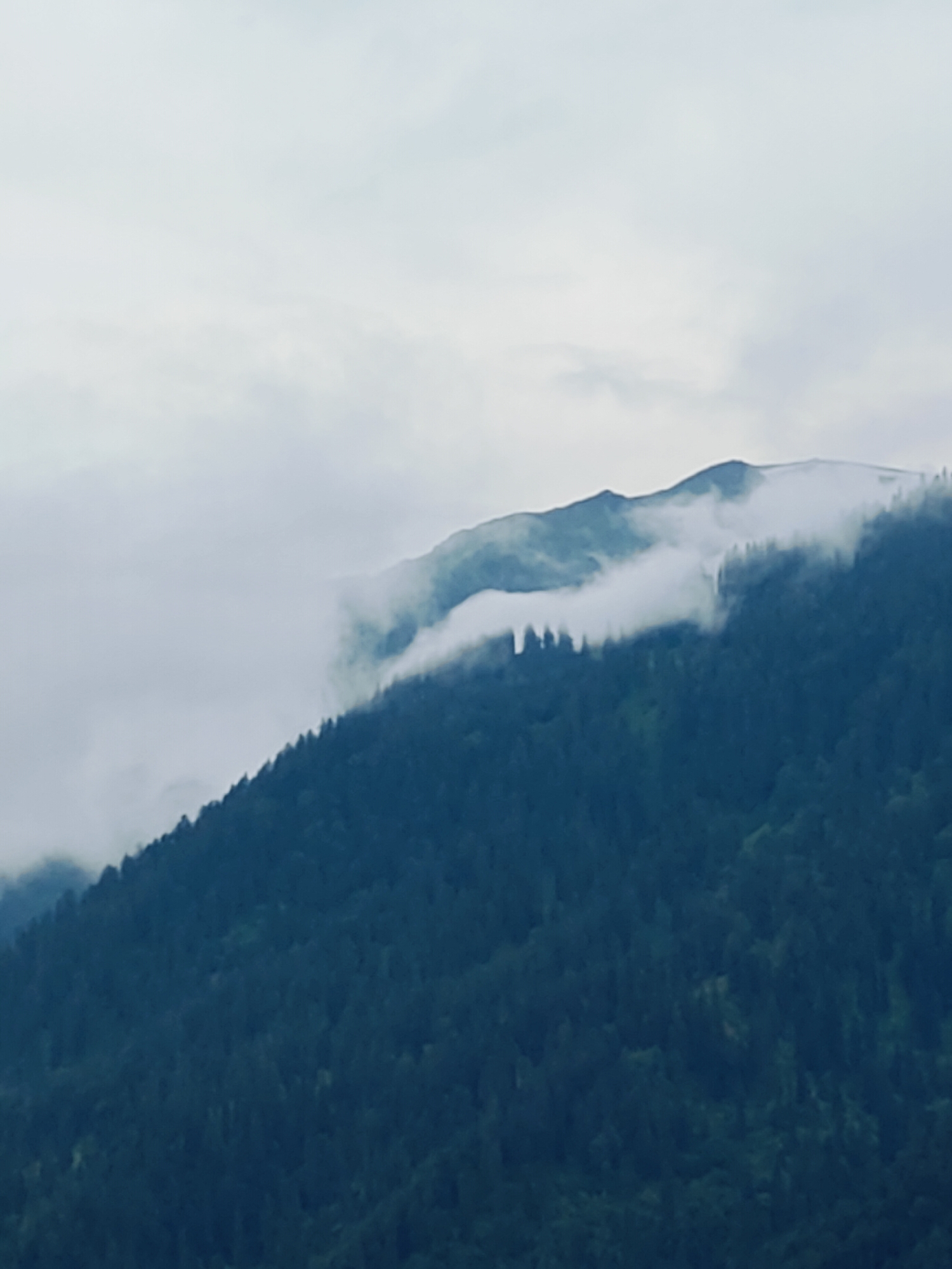The image shows a mountain range partially obscured by clouds. The slopes of the mountains are covered in dark green pine trees. The sky above is a hazy white, indicating a cloudy or misty atmosphere. The scene is devoid of human presence and activity, focusing solely on the natural landscape. The overall impression is one of a serene and somewhat overcast mountain environment, likely in a region known for its natural beauty.