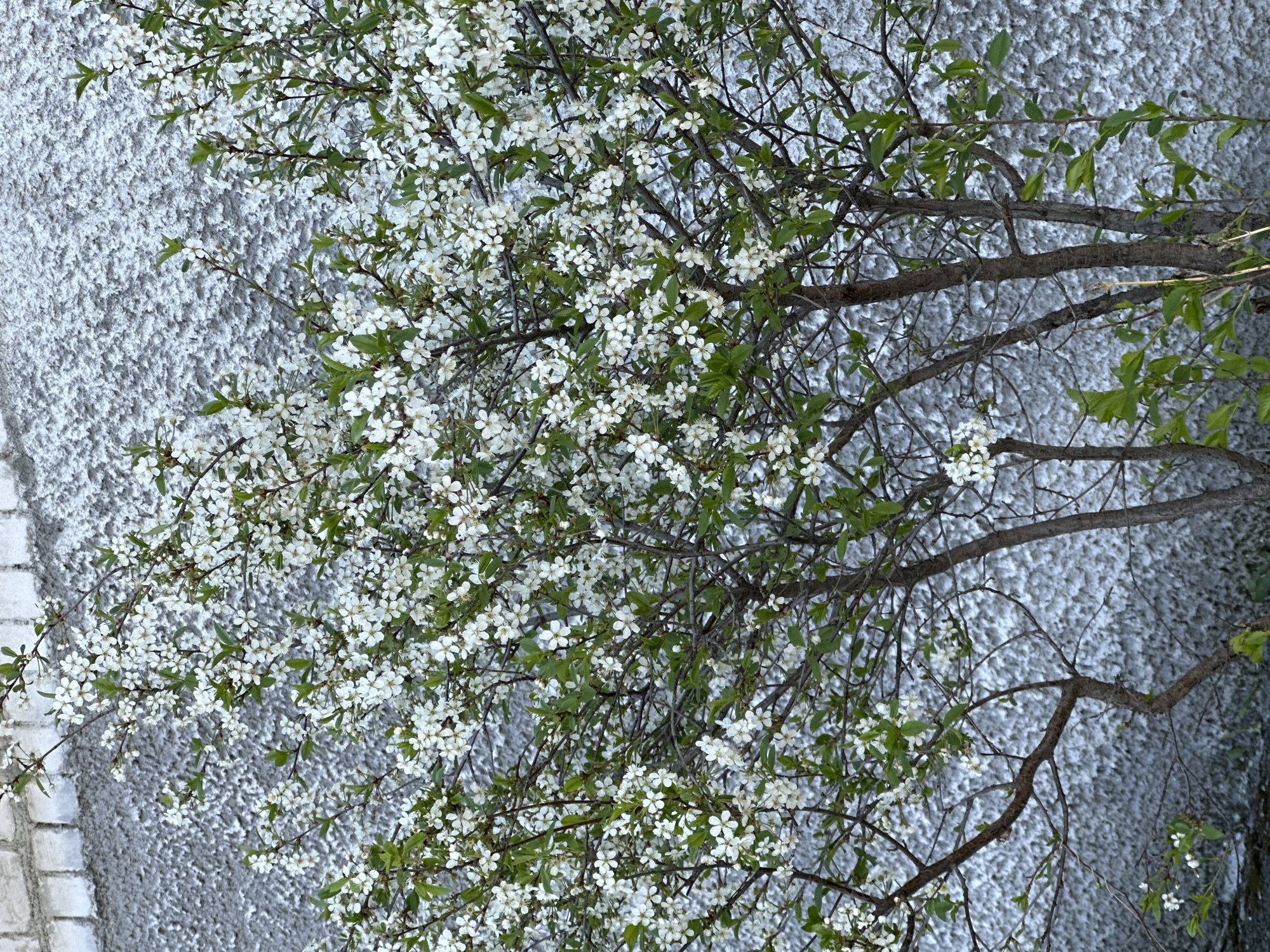 The image shows a tree branch with white flowers and green leaves in front of a textured gray wall. The tree branch occupies the right side of the image, while the wall fills the left side. The flowers are small and clustered together. The branches are thin and brown. The leaves are small and green. The wall appears to be made of stucco.