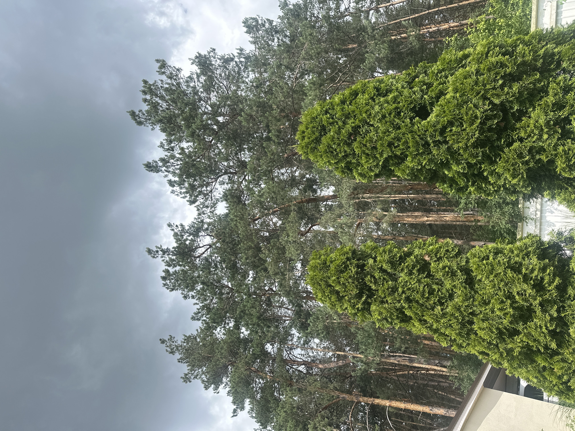 This is a photograph taken in Irpin, Ukraine, depicting a natural scene dominated by trees under a cloudy sky. In the foreground, two bright green evergreen shrubs, likely arborvitae, stand prominently. Behind them, a dense forest of tall pine trees fills the background, their trunks visible through the foliage. The sky is overcast with dark gray clouds, suggesting impending rain or a storm. The bottom left corner of the image shows a portion of a building, possibly a house, with a light-colored wall and a dark roofline. A white fence is partially visible at the bottom, separating the foreground from the trees. The overall impression is one of a natural setting on the outskirts of a residential area, possibly a backyard or a park adjacent to a neighborhood.
