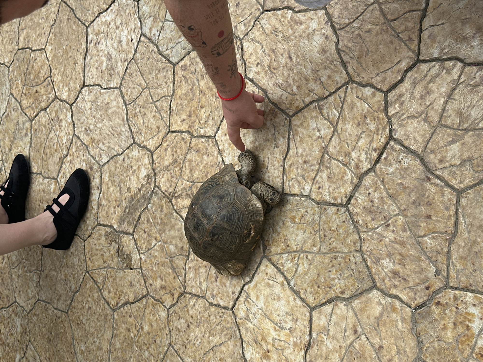 This top-down image captures a moment of interaction between a person and a tortoise on a distinctive patterned floor, located in Novo-Zubutli, Russia. The floor is composed of irregularly shaped, light brown and beige sections, creating a mosaic-like appearance reminiscent of cracked earth or stamped concrete.
A person's bare forearm, heavily tattooed and wearing a red braided bracelet, extends from the upper-right side of the frame. Their index finger is gently touching the head of a small, dark-shelled tortoise positioned centrally. The tortoise has its head and legs extended, seemingly engaging with the touch. Visible text on one of the arm tattoos reads, "NOBODY WILL BE ABLE TO STOP US", with other smaller, abstract tattoos also present.
In the lower-left corner, a pair of feet wearing black, closed-toe shoes with straps are partially visible, suggesting the presence of another individual, or the same person seen from a different perspective. The consistent lighting suggests an indoor setting or a uniformly shaded outdoor area. The scene conveys a gentle and curious interaction with the animal.