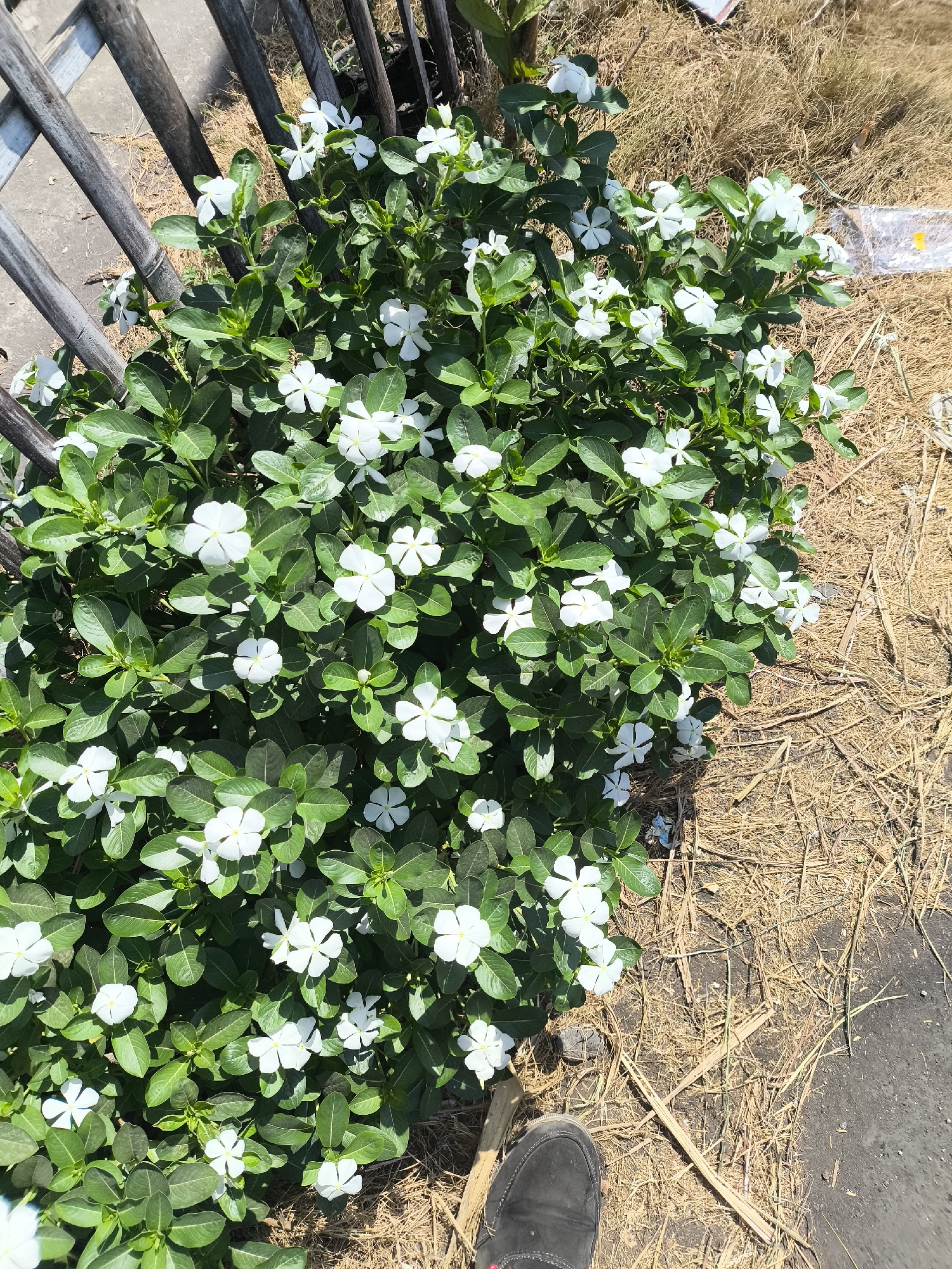 In Grati, Indonesia, a full shot captures a dense bush of white vinca flowers and their vibrant green leaves, situated next to a weathered wooden fence. The foreground is dominated by the lush foliage and abundant white blossoms of the vinca, which spills out from its planting area. To the right of the bush, dry, straw-like vegetation covers the ground, interspersed with a dark, asphalt-like surface. A single dark-colored shoe is visible in the bottom right corner of the frame, suggesting human presence. The background is partially obscured by the fence and dry vegetation, hinting at an outdoor setting, possibly a garden or roadside.