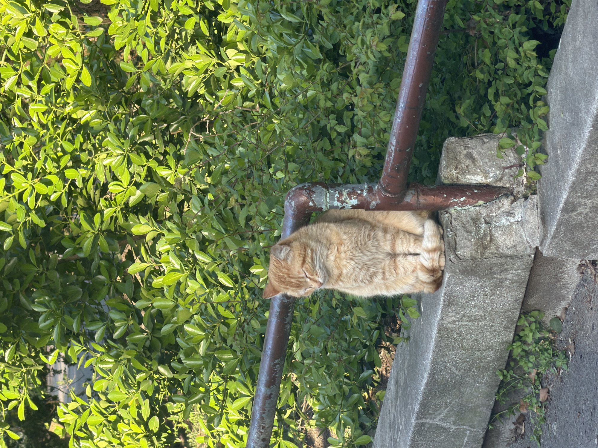The image displays an orange tabby cat peacefully sleeping or resting outdoors on a concrete ledge. The cat, with its ginger-colored fur, is curled up with its eyes closed, appearing tranquil and comfortable. It is positioned next to a rusty, dark brown metal railing that shows signs of corrosion and peeling paint. The railing forms an elbow, with one section running horizontally behind the cat and another extending vertically downwards.
The concrete ledge supporting the cat is a textured grey, likely part of a wall or structural boundary. Abundant, vibrant green foliage fills the background, consisting of dense bushes or shrubs with small, glossy leaves that catch the bright sunlight. The strong highlights and shadows on the leaves indicate a sunny day, likely morning or afternoon. The overall scene suggests a quiet, sunlit outdoor area, possibly a garden, park, or a natural spot within an urban setting, located in Varna, Bulgaria. There is no visible text in the image.