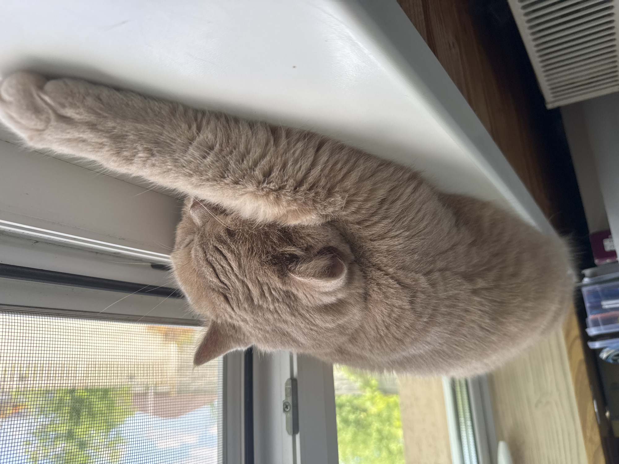A light brown cat is sleeping stretched out on a white windowsill. The cat's head is resting on its paws, which are extended in front of it. The cat's fur is short and appears to be of a solid color. Through a window with a screen, houses and green trees are visible outside. To the left of the cat, there are some storage containers and a white radiator.