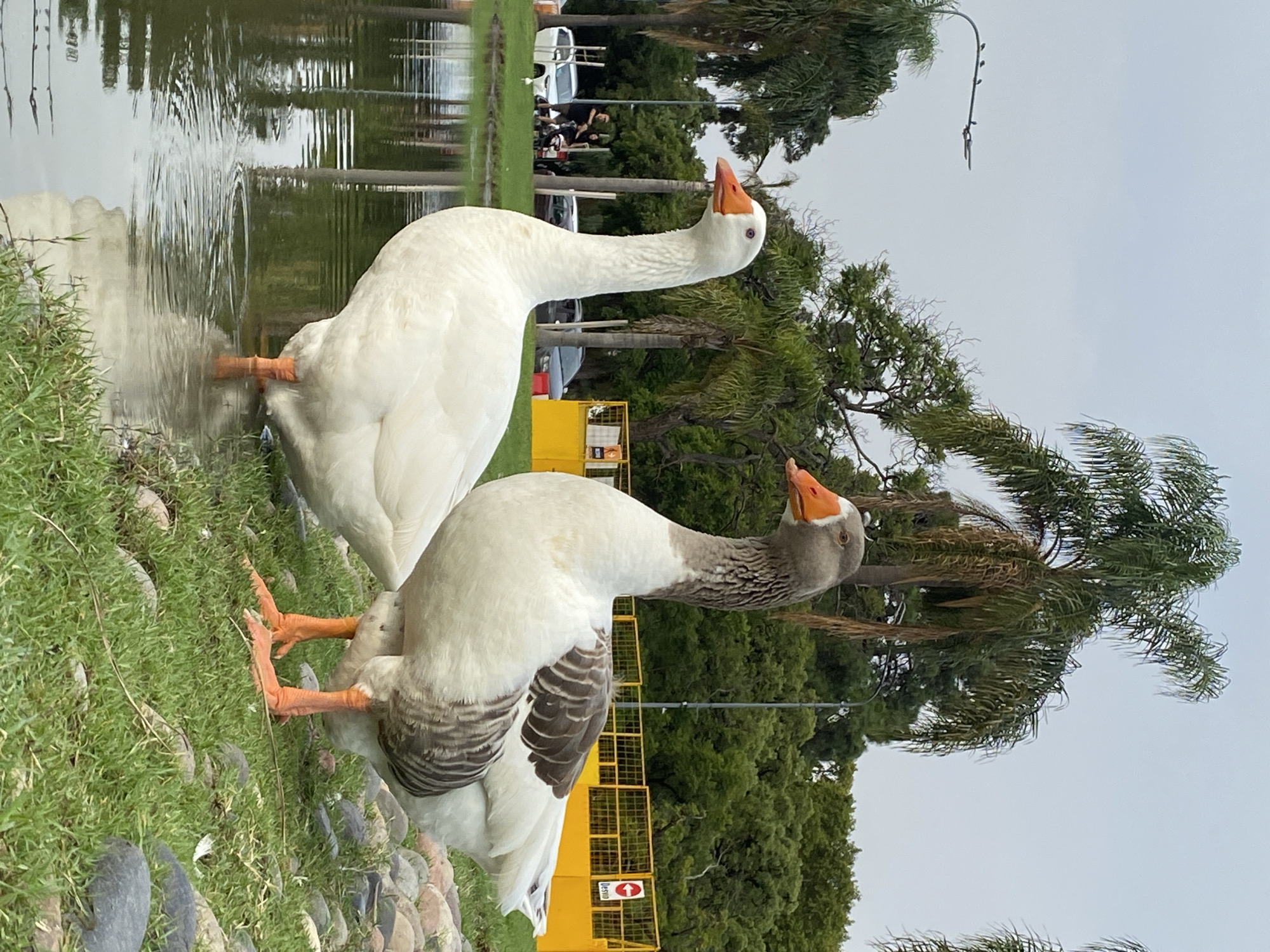 Two geese are standing by a pond in a park. The goose near the water is white. The goose closer to the viewer is white and grey. There is a yellow barricade behind them. In the background there are trees, parked cars and some people near the cars. There is a body of water. There is grass, stones and trees. The sky is cloudy. The city location is Buenos Aires, Argentina.