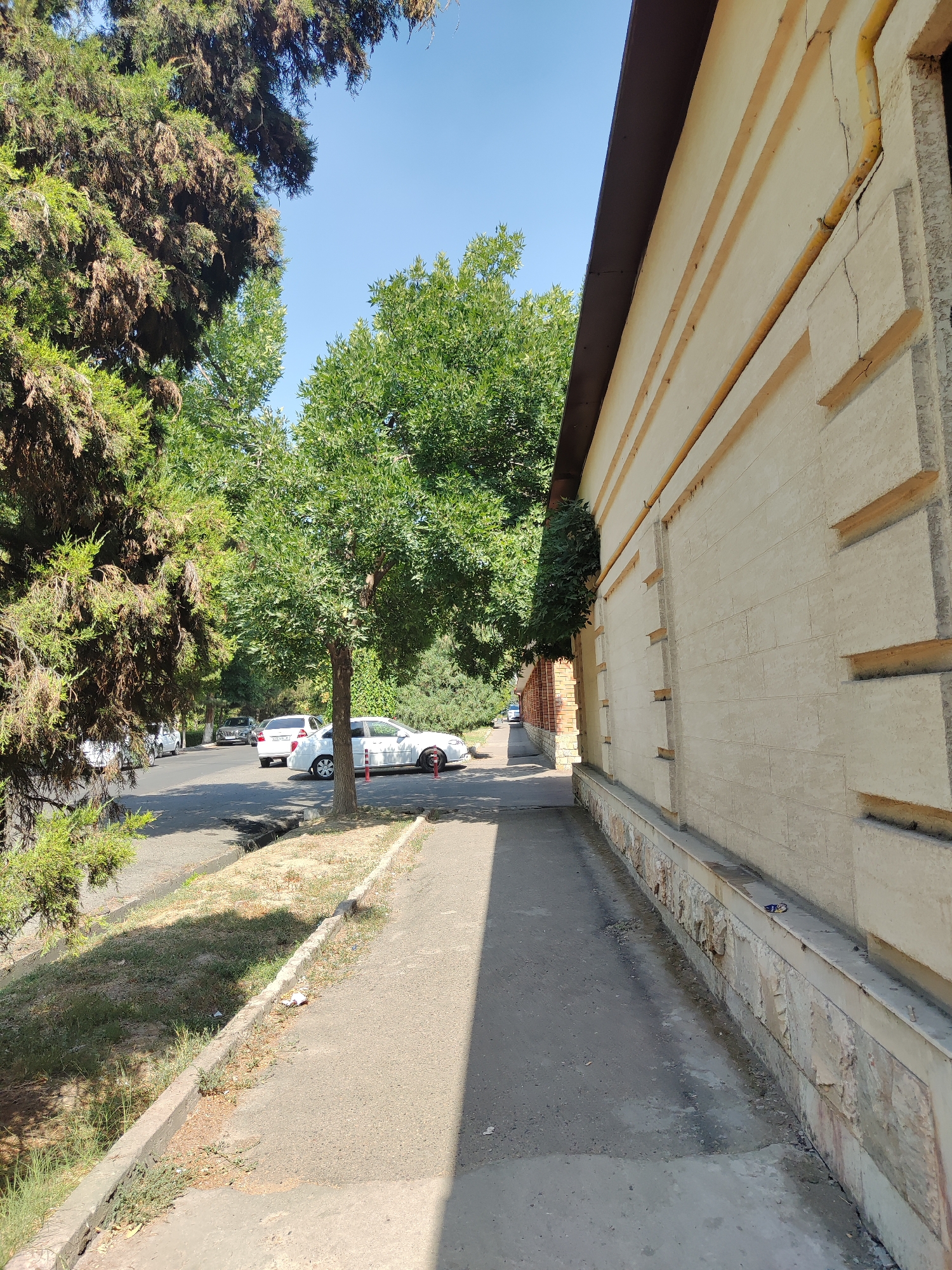 The image depicts a street scene in Tashkent, Uzbekistan, on a clear, sunny day. The perspective is from a sidewalk looking towards a building and a street with parked cars. The building on the right is a light-colored, textured structure with horizontal decorative elements and a dark brown overhang. A yellow pipe runs vertically along the building's facade, with visible cracks in the wall.
To the left of the building, a sidewalk runs parallel to the street. Beyond the sidewalk, there is a grassy area with sparse vegetation and some scattered litter, bordered by a concrete curb. A paved street runs alongside this area, with several cars parked along its edge, including a white sedan and a darker sedan.
Dominating the left side of the image are several trees with dense green foliage. The trees create a canopy that casts shadows on the street and sidewalk. The background shows more trees and greenery, suggesting a residential or park-like area within the city. The sky is a clear, bright blue. The overall impression is a typical urban streetscape bathed in bright sunlight.