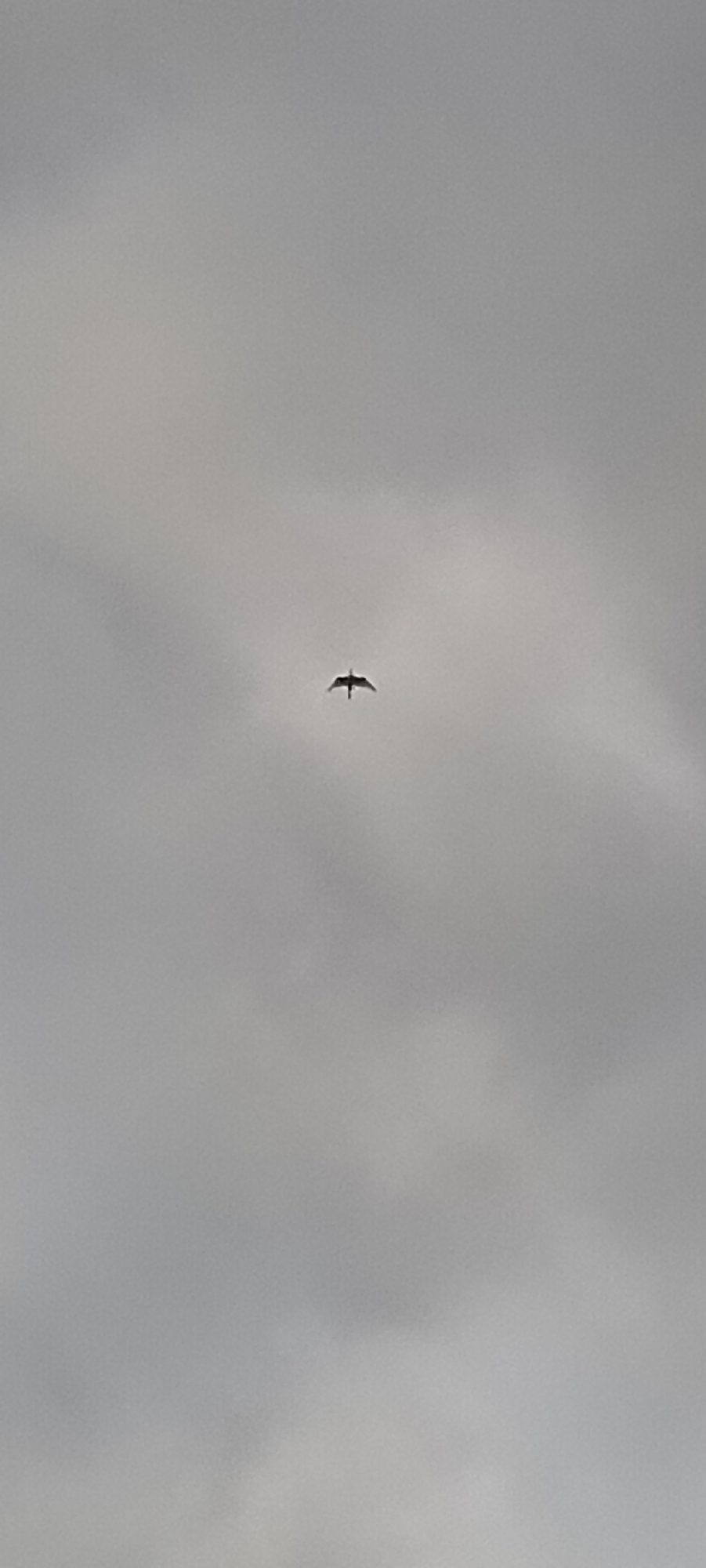 A single bird is captured mid-flight against a cloudy, overcast sky. The bird appears silhouetted, with its wings outstretched. The background is filled with soft, gray clouds, indicating a generally gloomy or cloudy day. The image is taken from below, looking up at the bird. The location in Lhokseumawe, Indonesia, is not discernible from the visual information provided in the image.