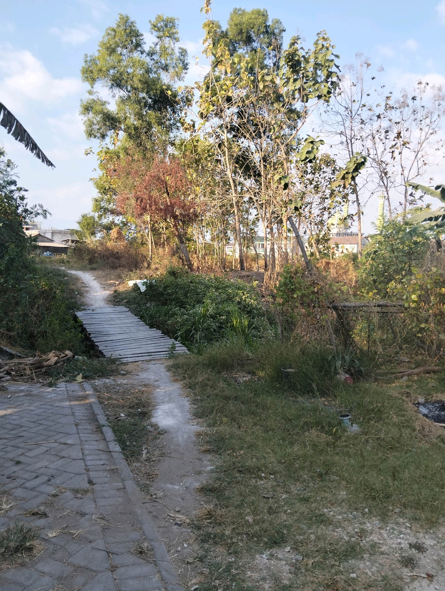 The image depicts a natural scene in Drajat, Indonesia. A dirt path winds through overgrown vegetation, crossing a simple wooden bridge. The path is bordered by a paved walkway on the left. In the background, several trees of varying sizes and leaf densities are visible, some with reddish-brown foliage, suggesting the season or a specific type of tree. Beyond the trees, buildings with light-colored roofs and a mosque with a green dome can be seen. The sky above is a clear blue with a few wispy clouds. The overall impression is one of a rural or semi-rural environment on a sunny day.
