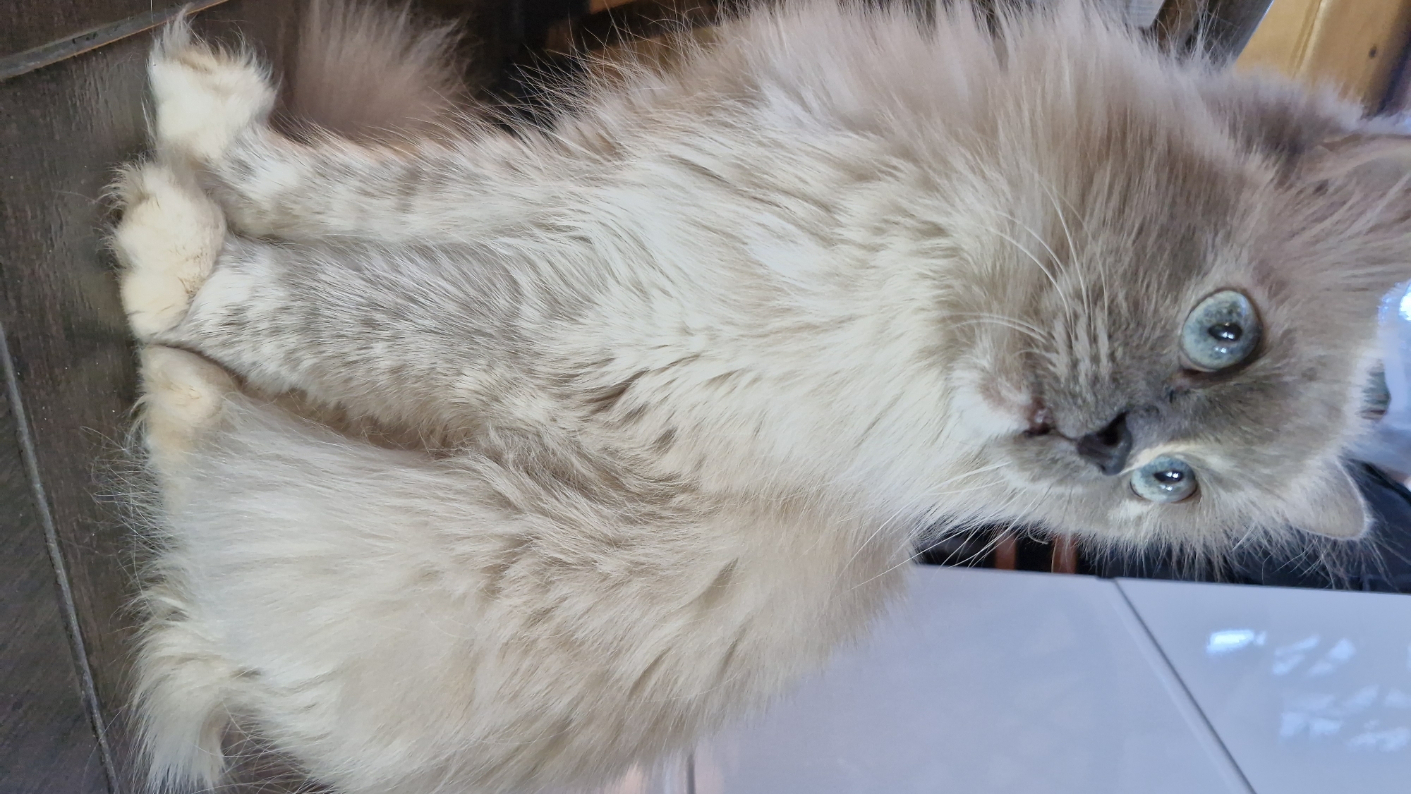 A cat with long, pale fur and striking blue eyes is lying down indoors on a surface that transitions from dark wood-look flooring to a light-colored tiled area. The cat is facing the camera with its head tilted slightly to the right. The location is unknown and there is no information available about the city of Otchor, Russia.