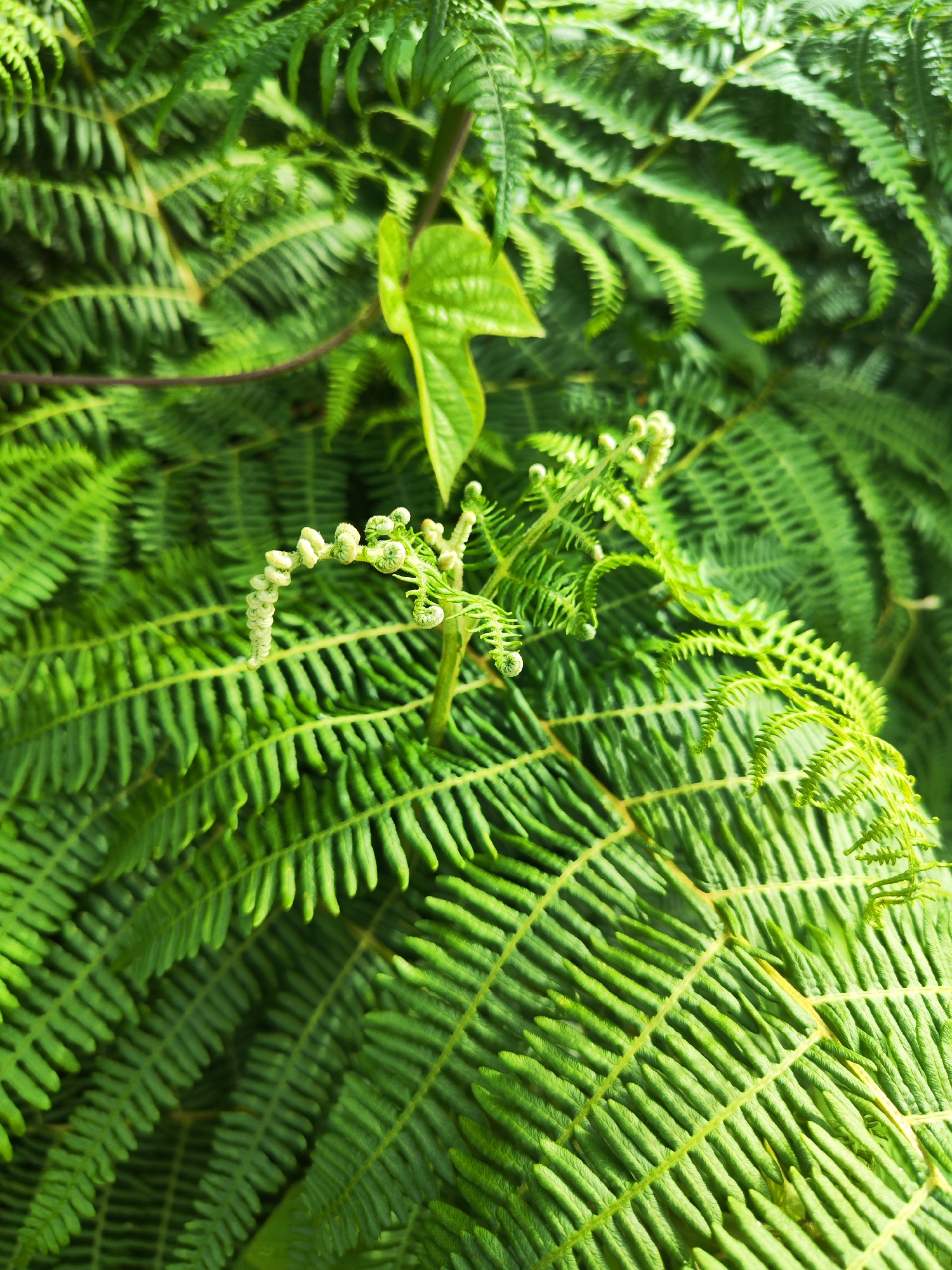 The image depicts a close-up of fern fronds in Ribeira Grande, Portugal. The primary focus is on a young, coiled fern emerging from the mature fronds, which display a vibrant green color and a distinctive linear pattern. A vine with small green leaves is visible in the background. The environment is lush and characterized by dense vegetation. No people or interactions are present in the scene.