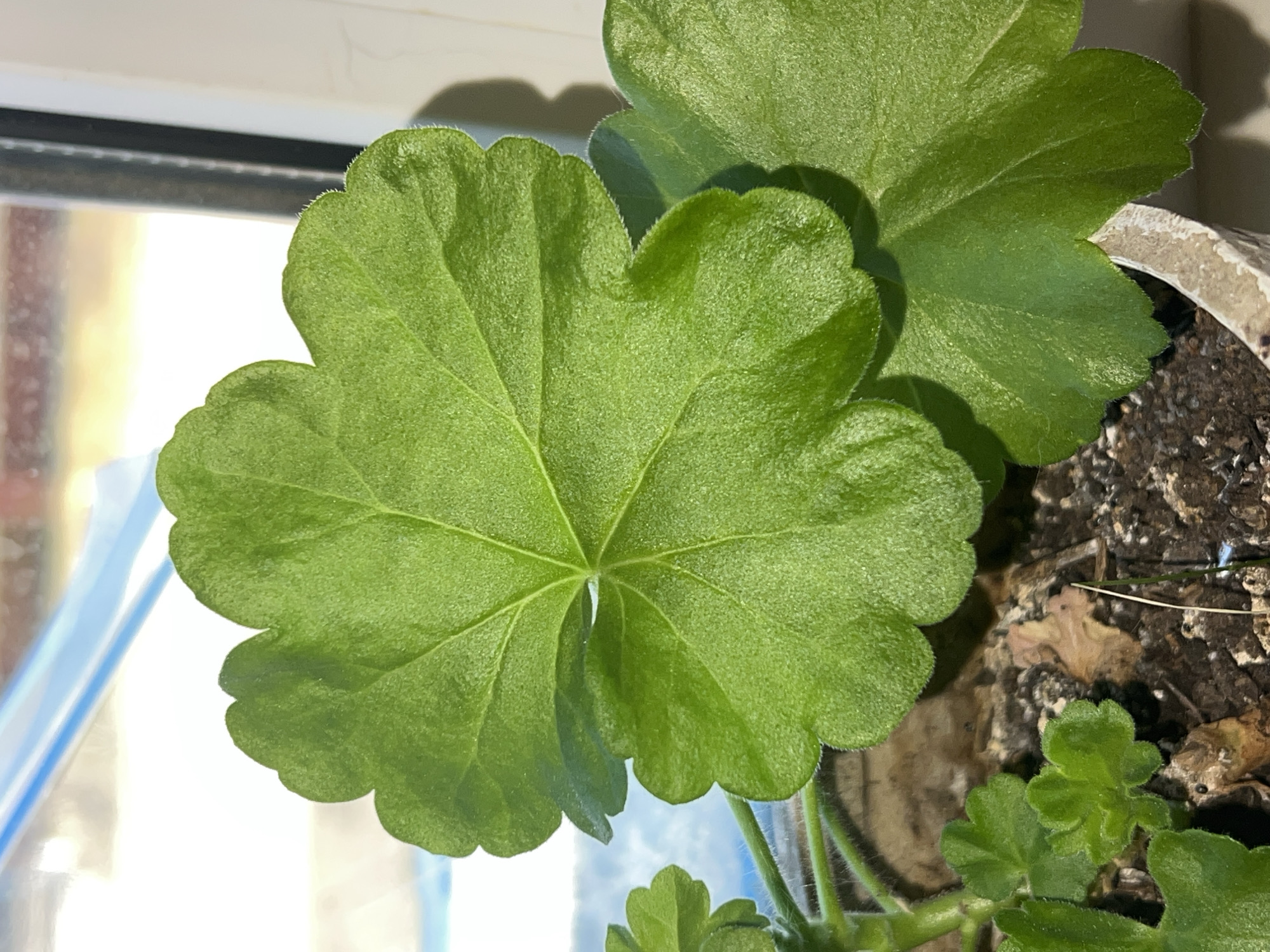 A close-up shot depicts a green geranium plant, likely indoors, in a pot filled with dark soil. The leaves are large, rounded, and textured with scalloped edges. A window with a blurred cityscape reflection is visible in the background. Noviy, Russia, is not identifiable.